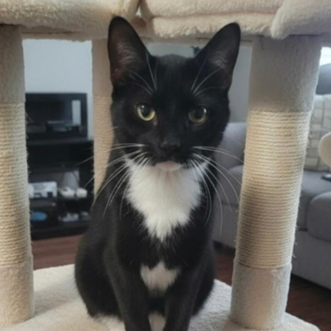 Morgana, Adoptable, Young Male Tuxedo & Domestic Short Hair.