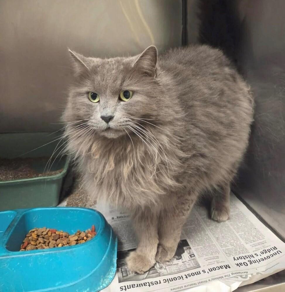 Belmont, Adoptable, Adult Male Domestic Long Hair.