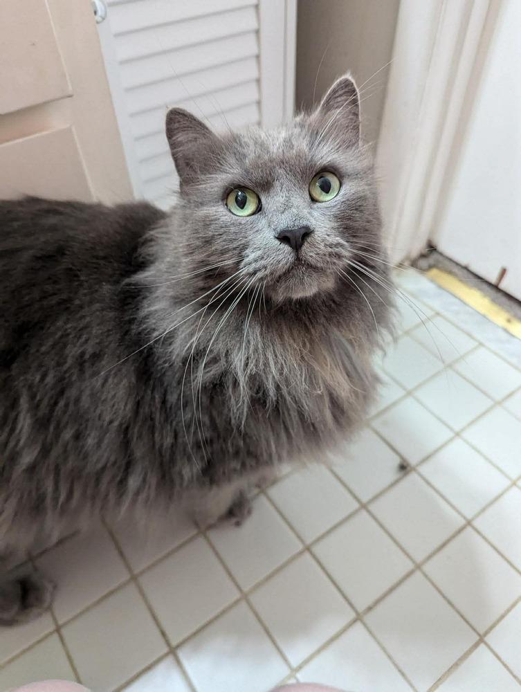 Belmont, a Adoptable mixed breed in WARNER ROBINS, GA image 2/3