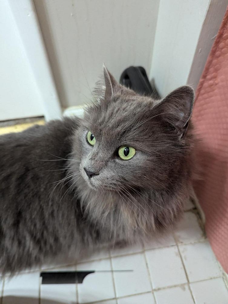 Belmont, a Adoptable mixed breed in WARNER ROBINS, GA image 3/3