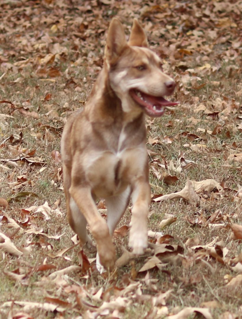 Nala, Adopted, Puppy Female Husky & Retriever.