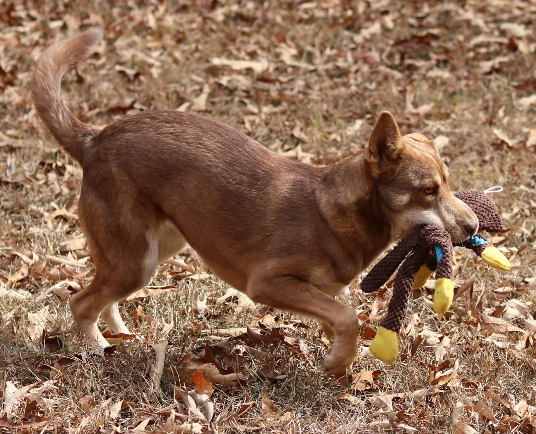 Enlarge Nala, a Adopted mixed breed in Cedartown, GA image 2/5