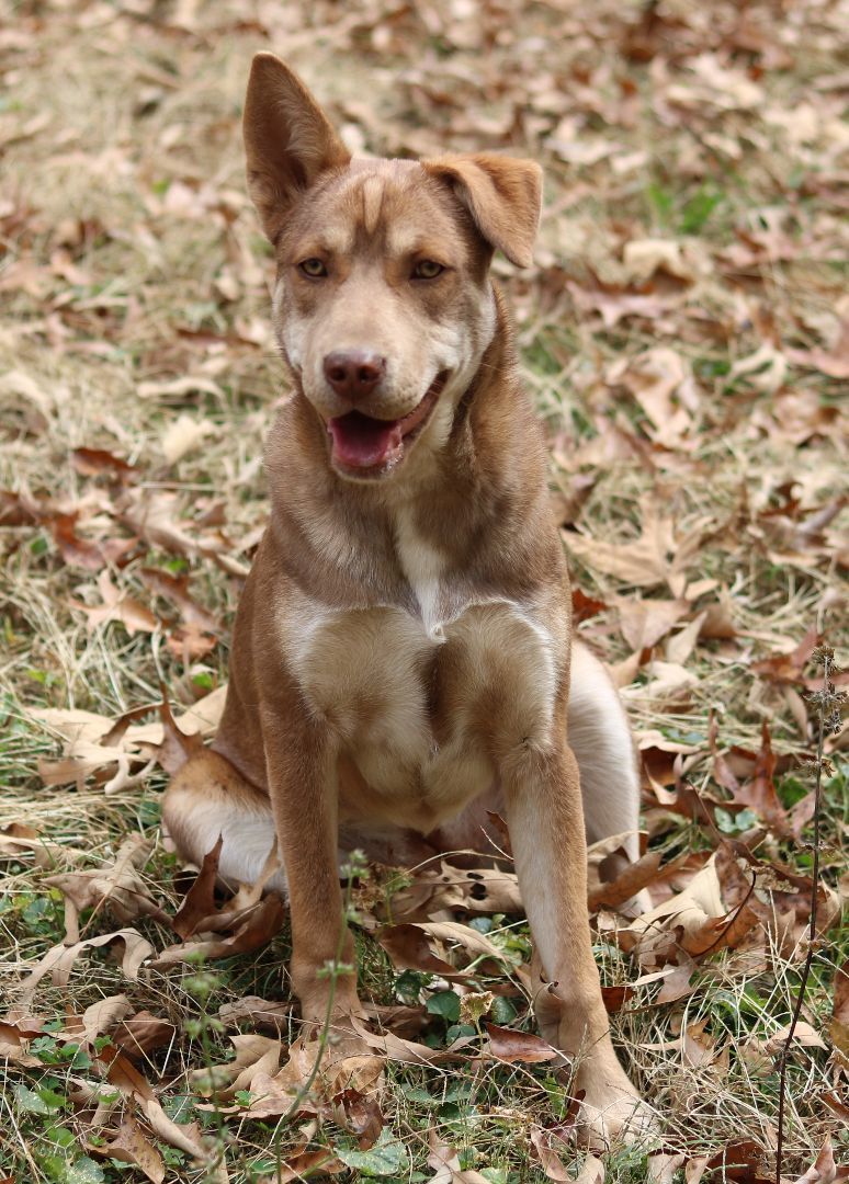 Enlarge Nala, a Adopted mixed breed in Cedartown, GA image 3/5