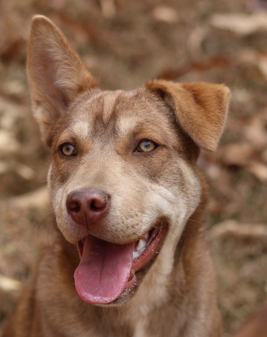 Enlarge Nala, a Adopted mixed breed in Cedartown, GA image 5/5