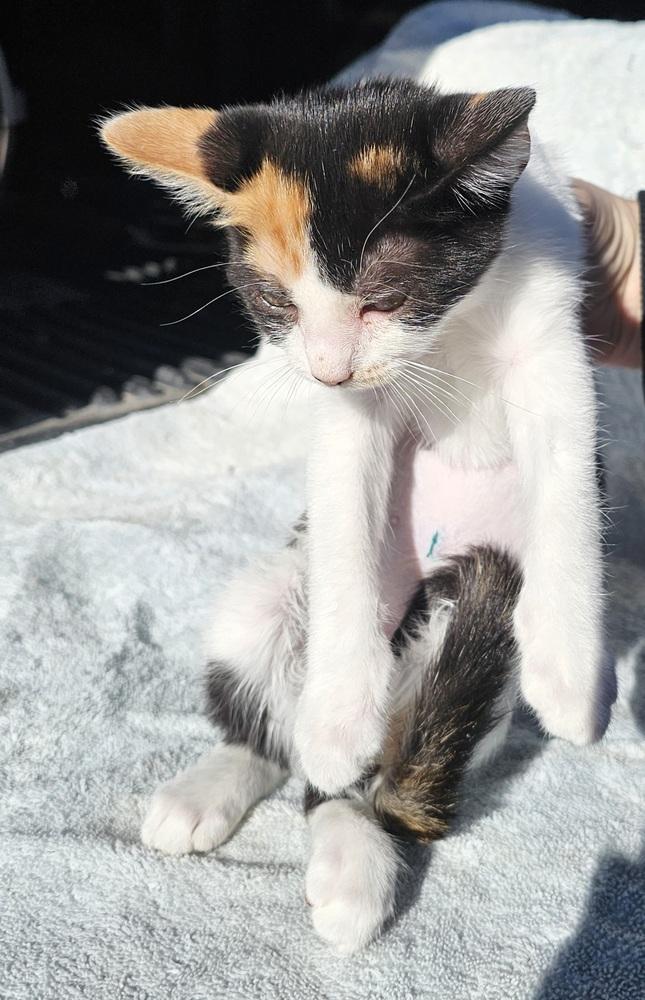 Cream, a Adoptable Domestic Short Hair image 1/2