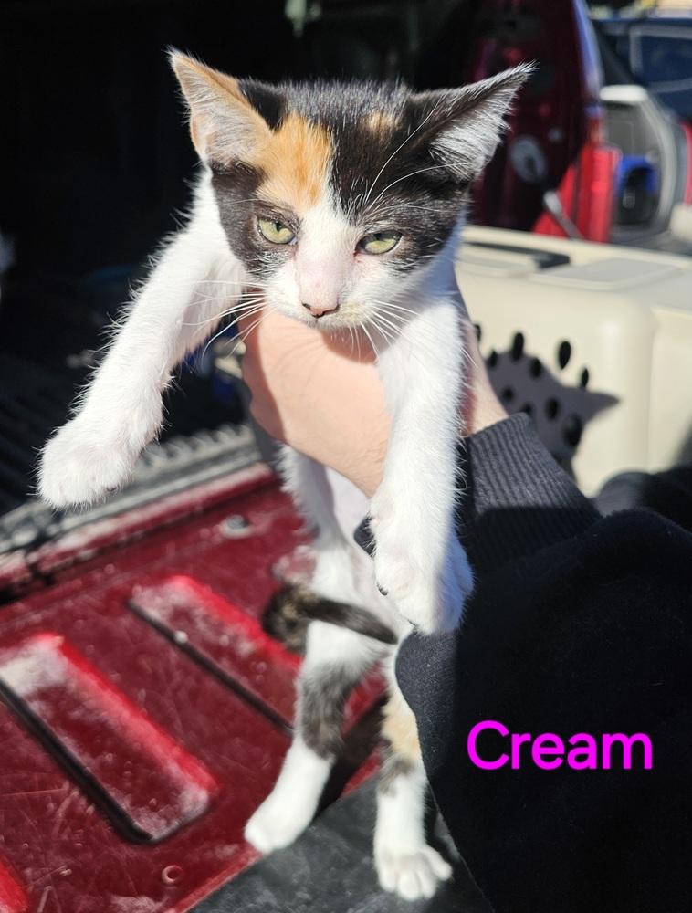 Cream, a Adoptable Domestic Short Hair image 2/2