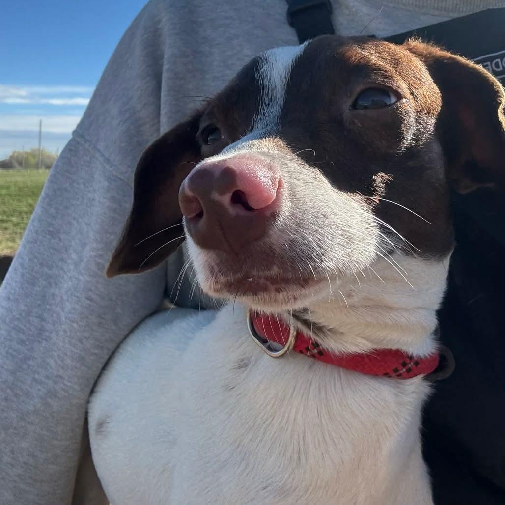 Enlarge Sammie, a ADOPTABLE mixed breed in Winter, WI image 2/2