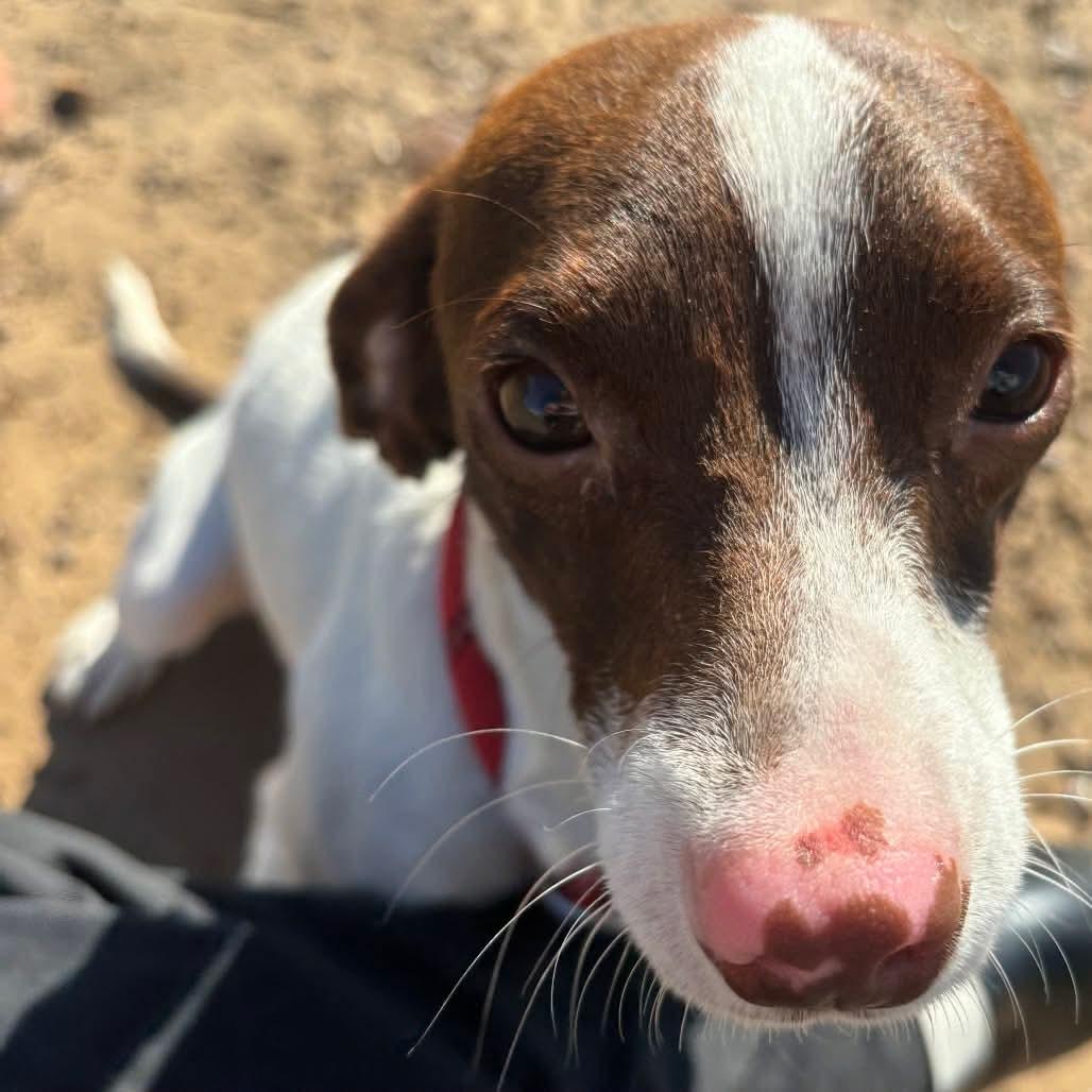 Sammie, ADOPTABLE, Young Female Jack Russell Terrier & Rat Terrier.