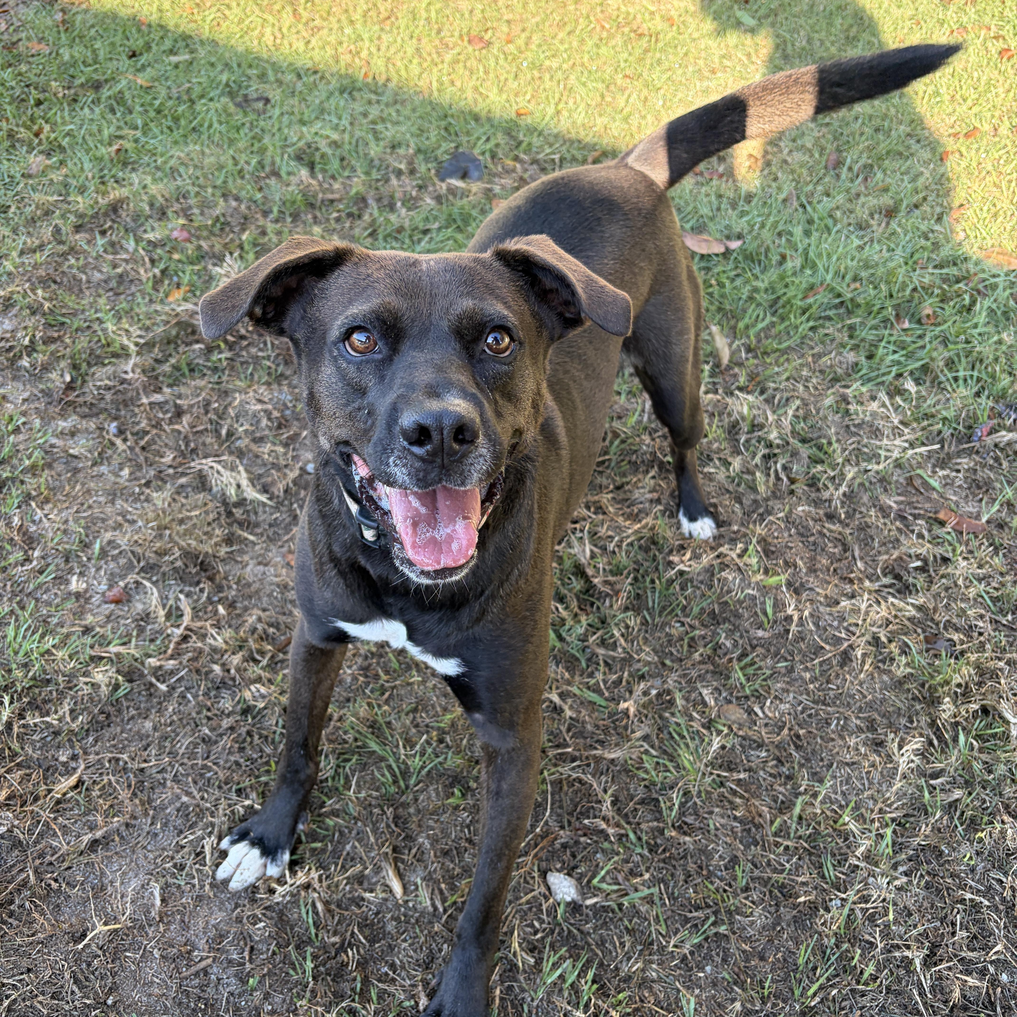 Enlarge Grayson, a Adoptable mixed breed in Perry, GA image 3/4