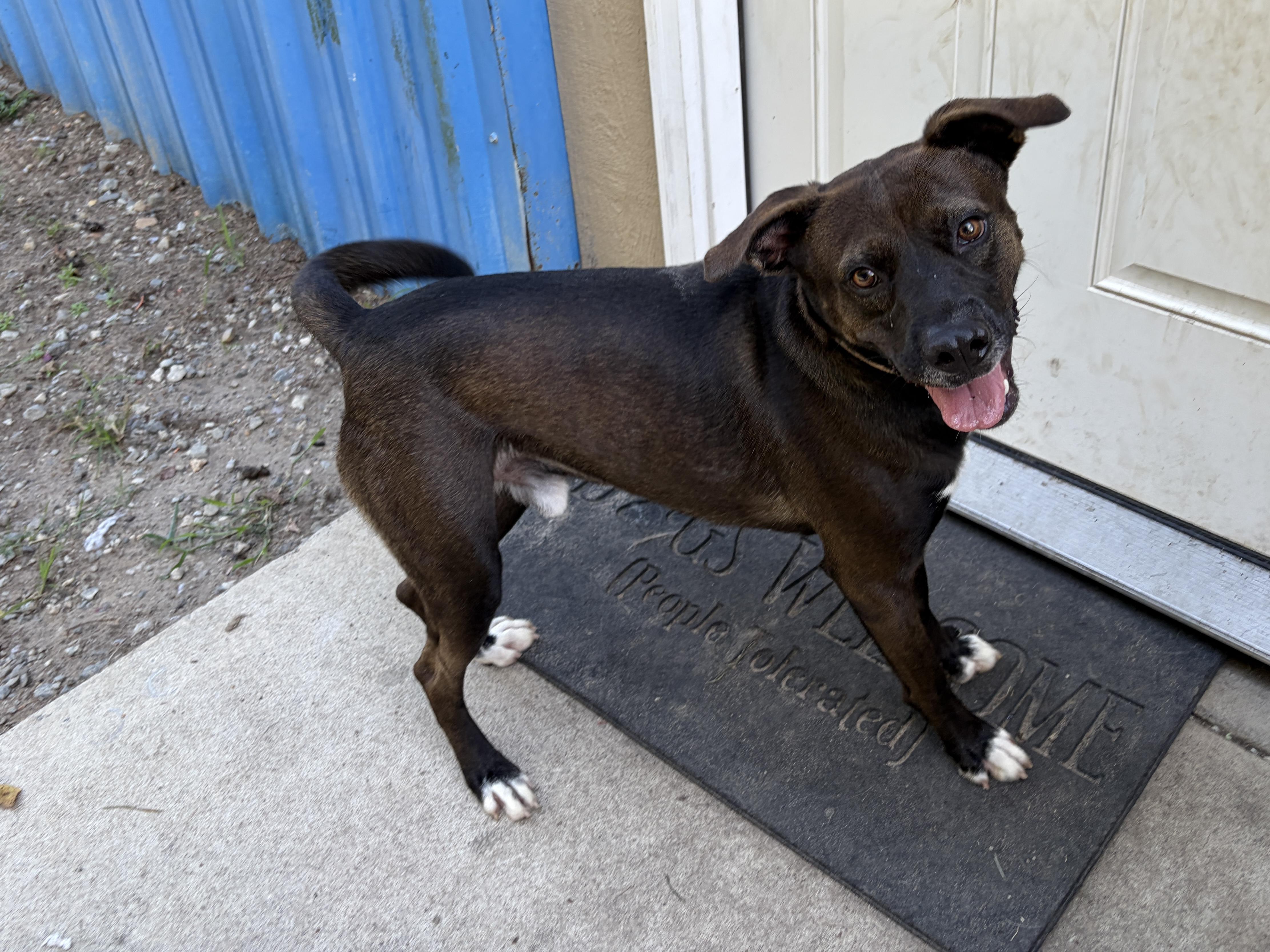 Grayson, Adoptable, Adult Male Chocolate Labrador Retriever & Terrier.