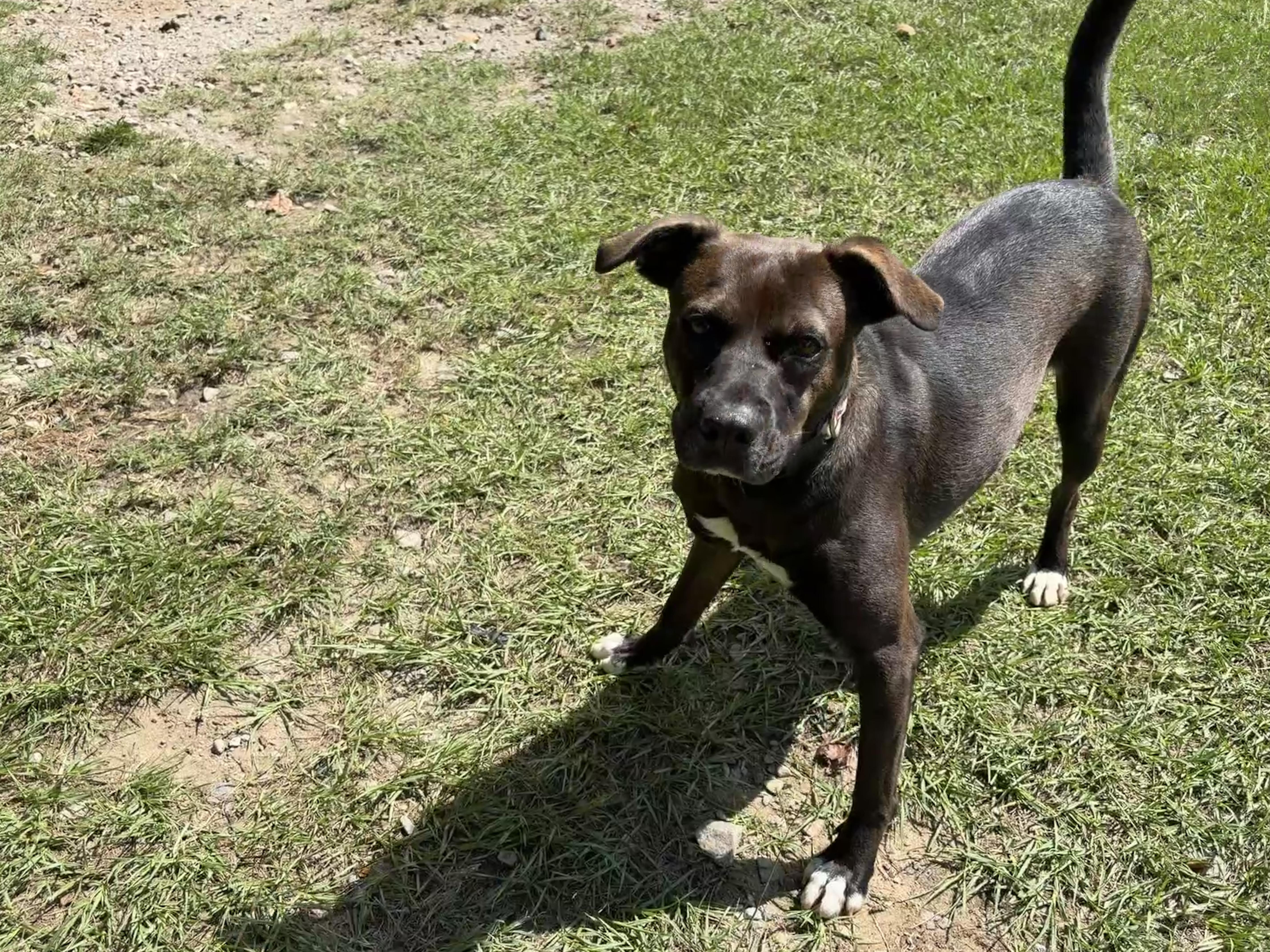 Enlarge Grayson, a Adoptable mixed breed in Perry, GA image 2/2