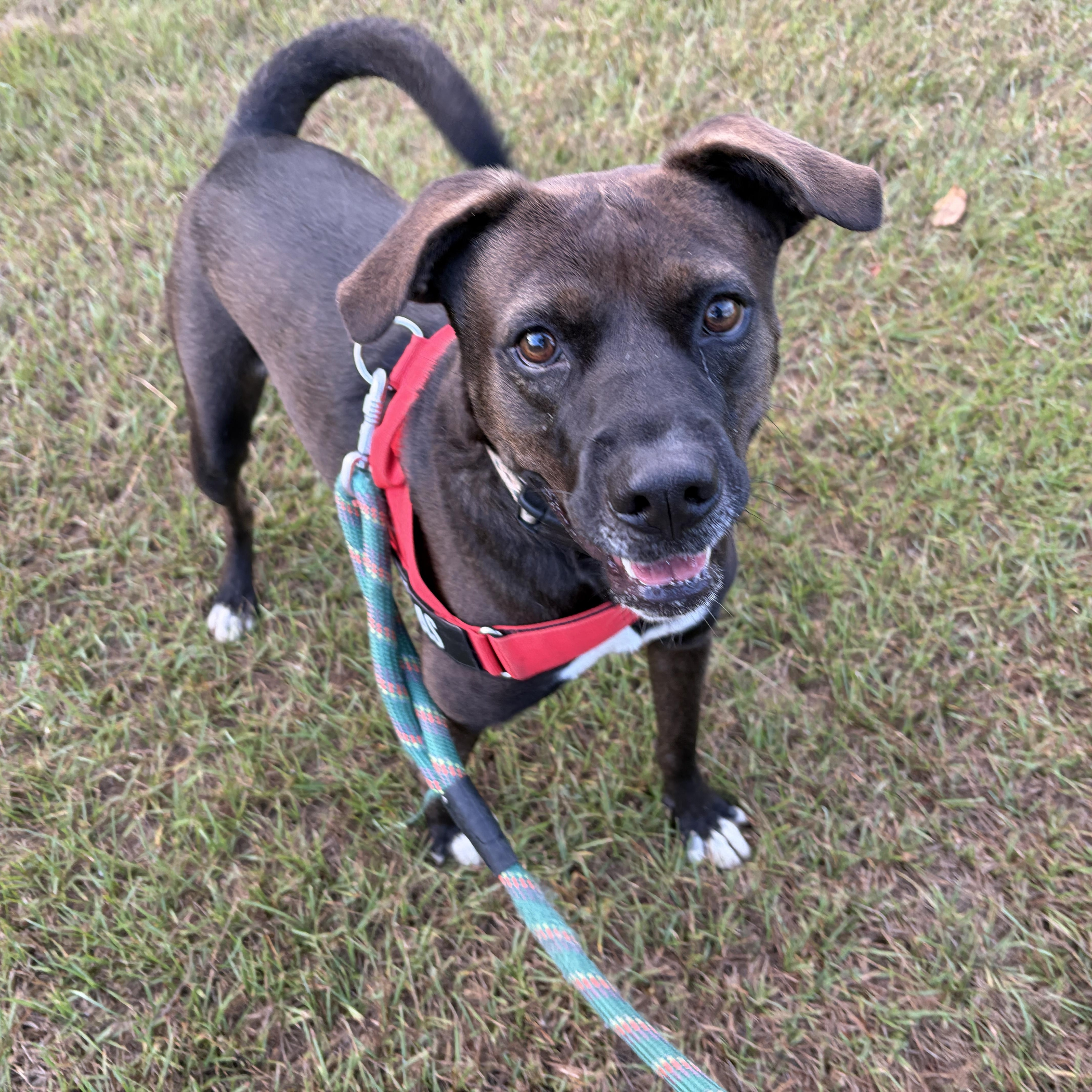Enlarge Grayson, a Adoptable mixed breed in Perry, GA image 4/4