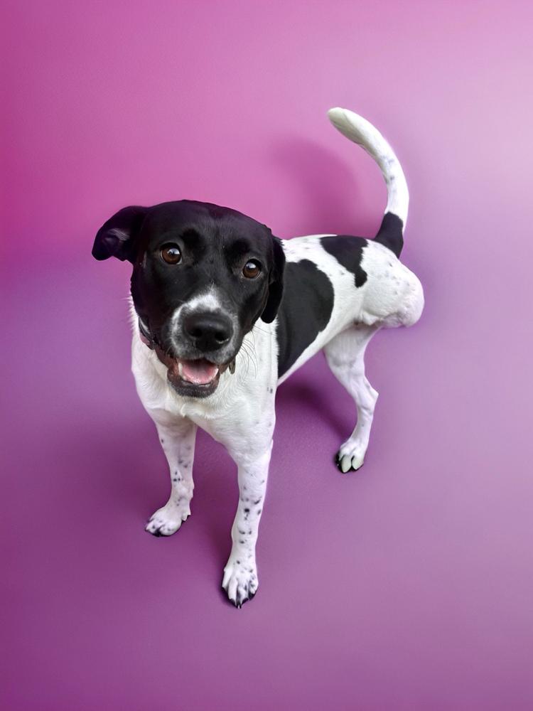 Enlarge Tagalong, a Adoptable mixed breed in Statesboro, GA image 1/1