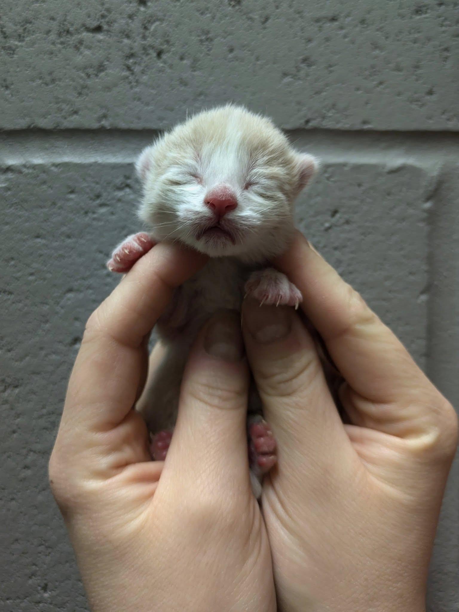 Fred, Adopted, Kitten Male Domestic Short Hair.