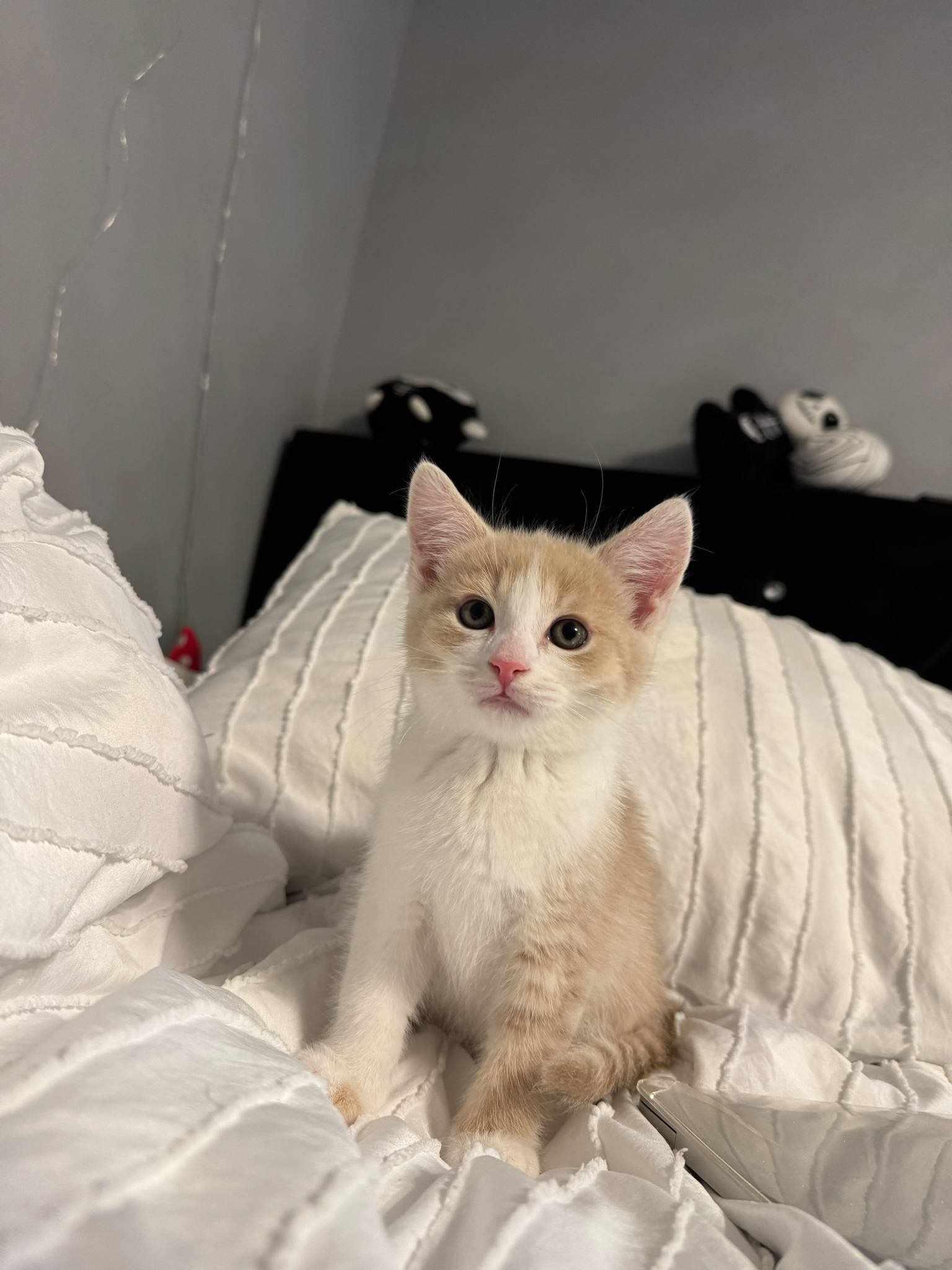 Enlarge Fred, a Adopted mixed breed in Vaudreuil-Dorion, QC image 3/5