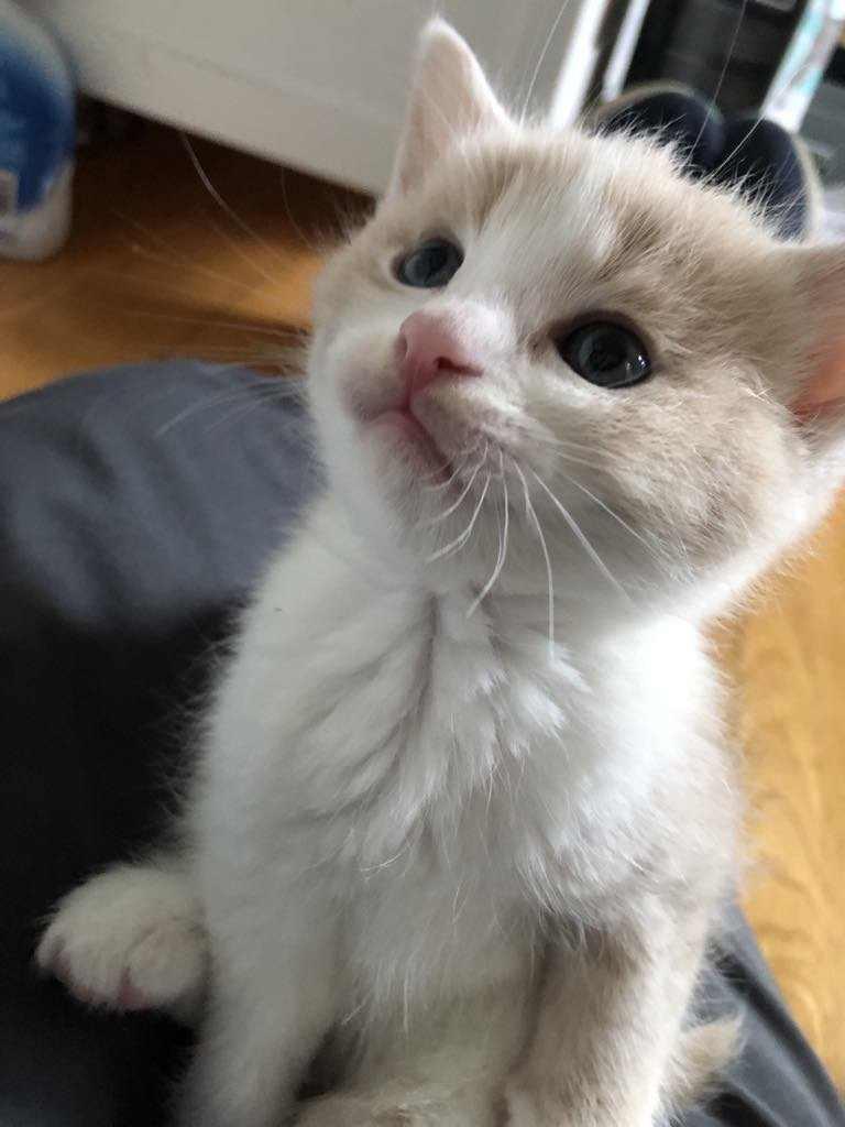 Enlarge Fred, a Adopted mixed breed in Vaudreuil-Dorion, QC image 4/5