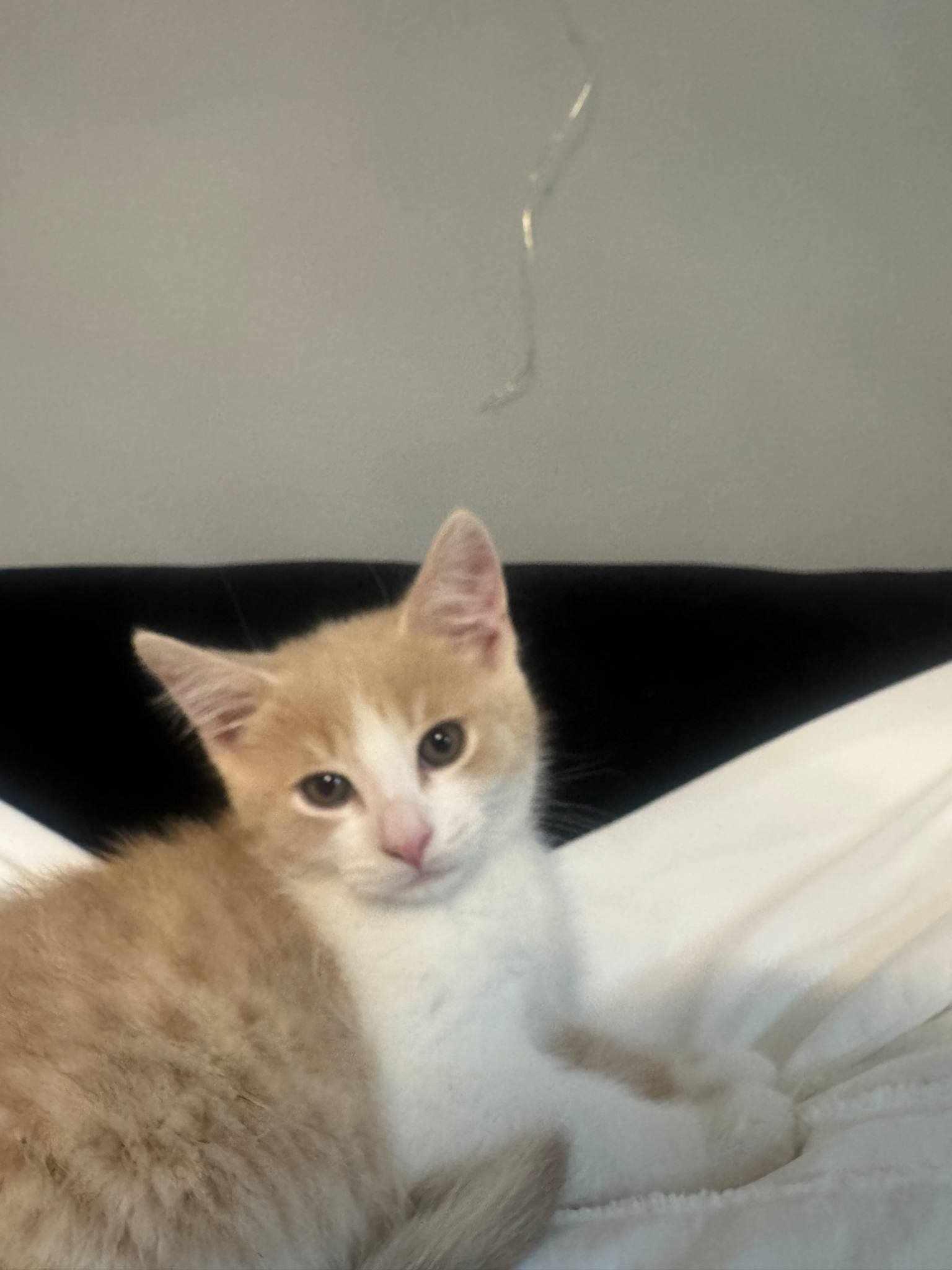 Enlarge Fred, a Adopted mixed breed in Vaudreuil-Dorion, QC image 5/5