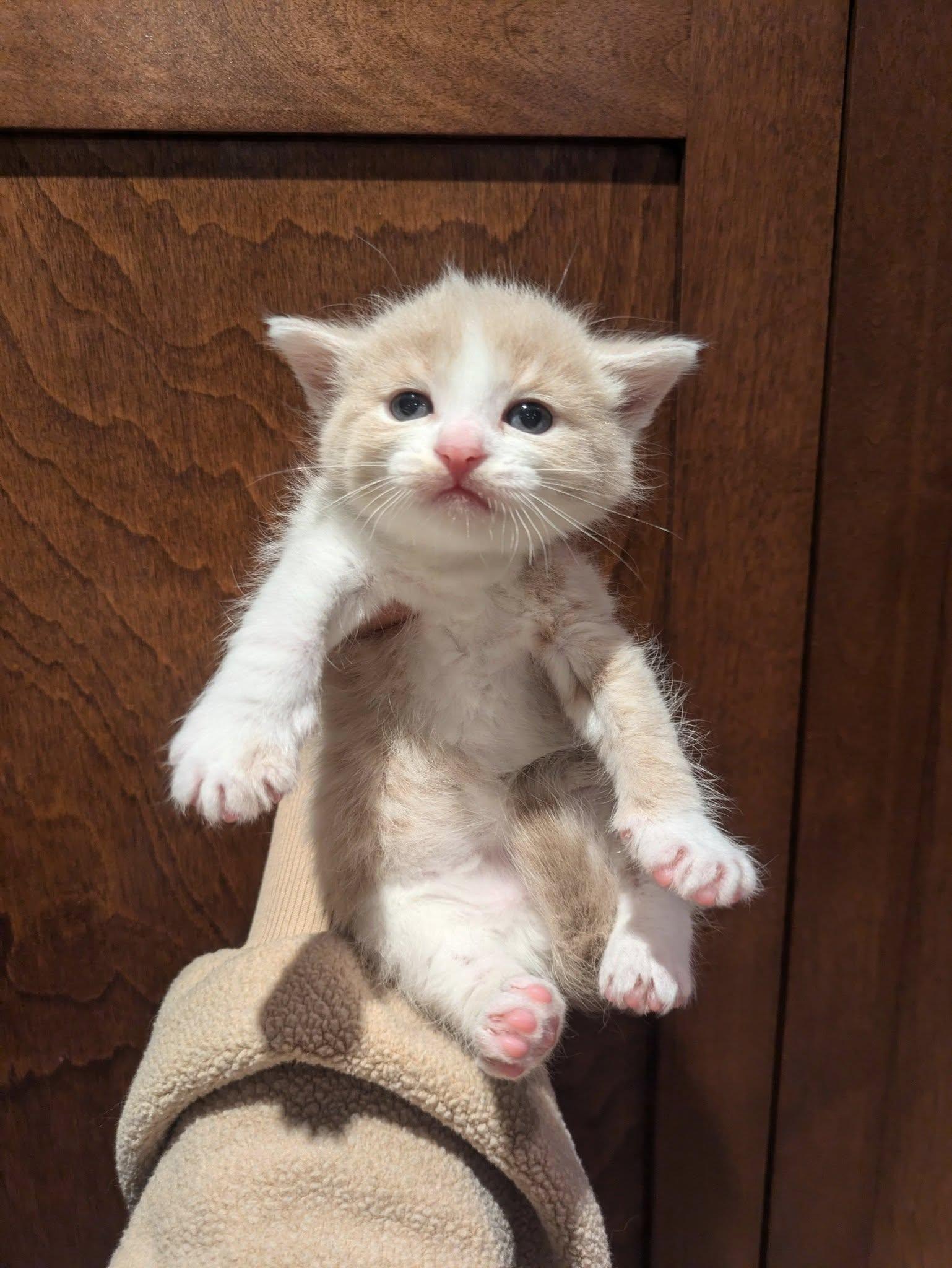 Enlarge Fred, a Adopted mixed breed in Vaudreuil-Dorion, QC image 2/5