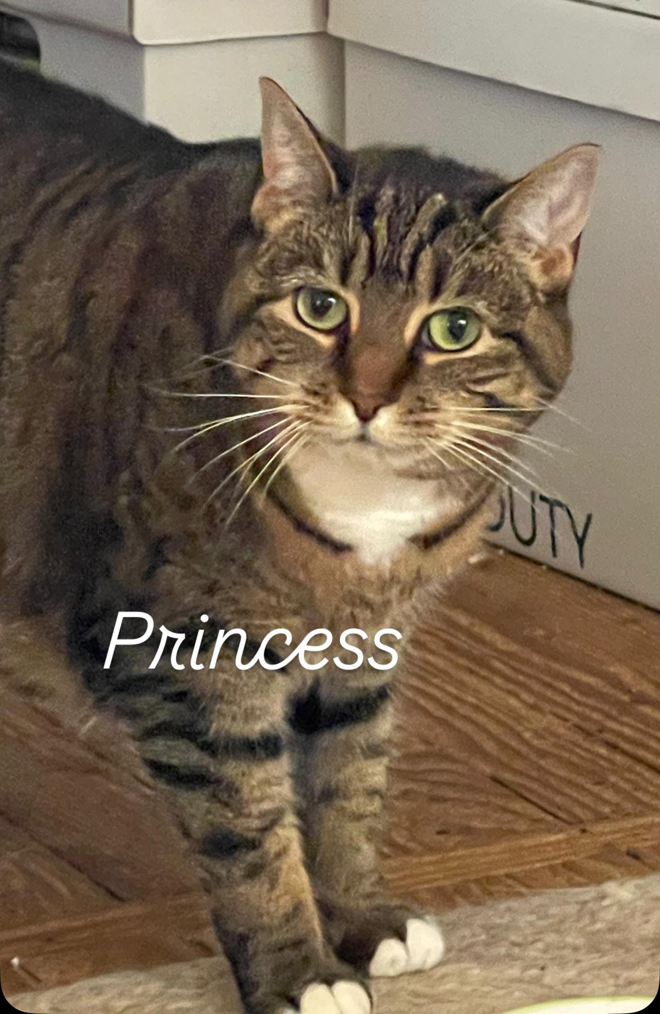 Princess, Adoptable, Young Female Tiger.