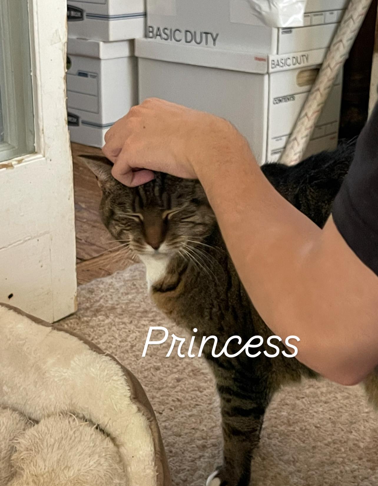 Enlarge Princess, a Adoptable Tiger in Asbury Park, NJ image 2/2