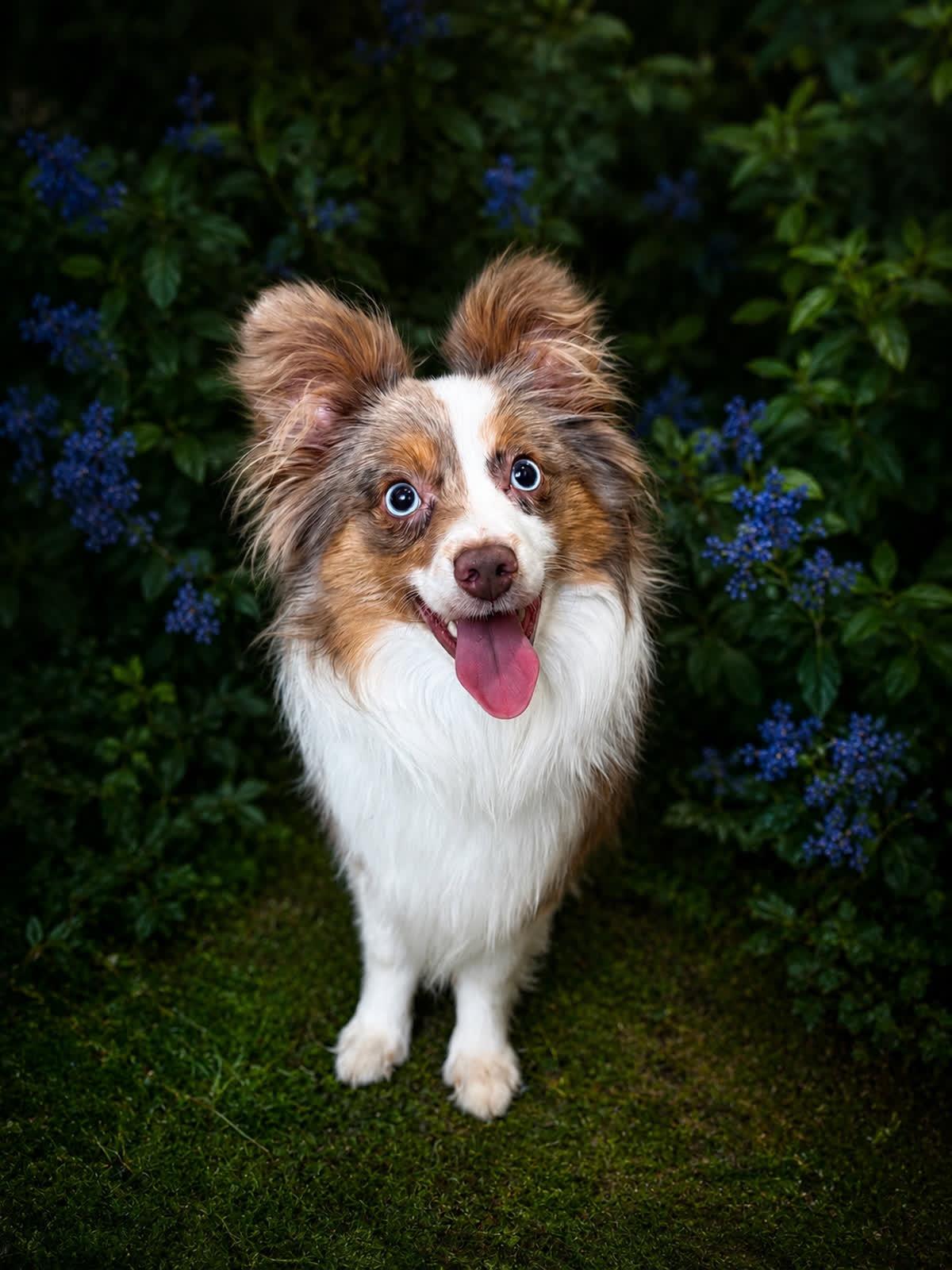 Bambi 0134, ADOPTABLE, Young Male Australian Shepherd & Aussiedoodle.