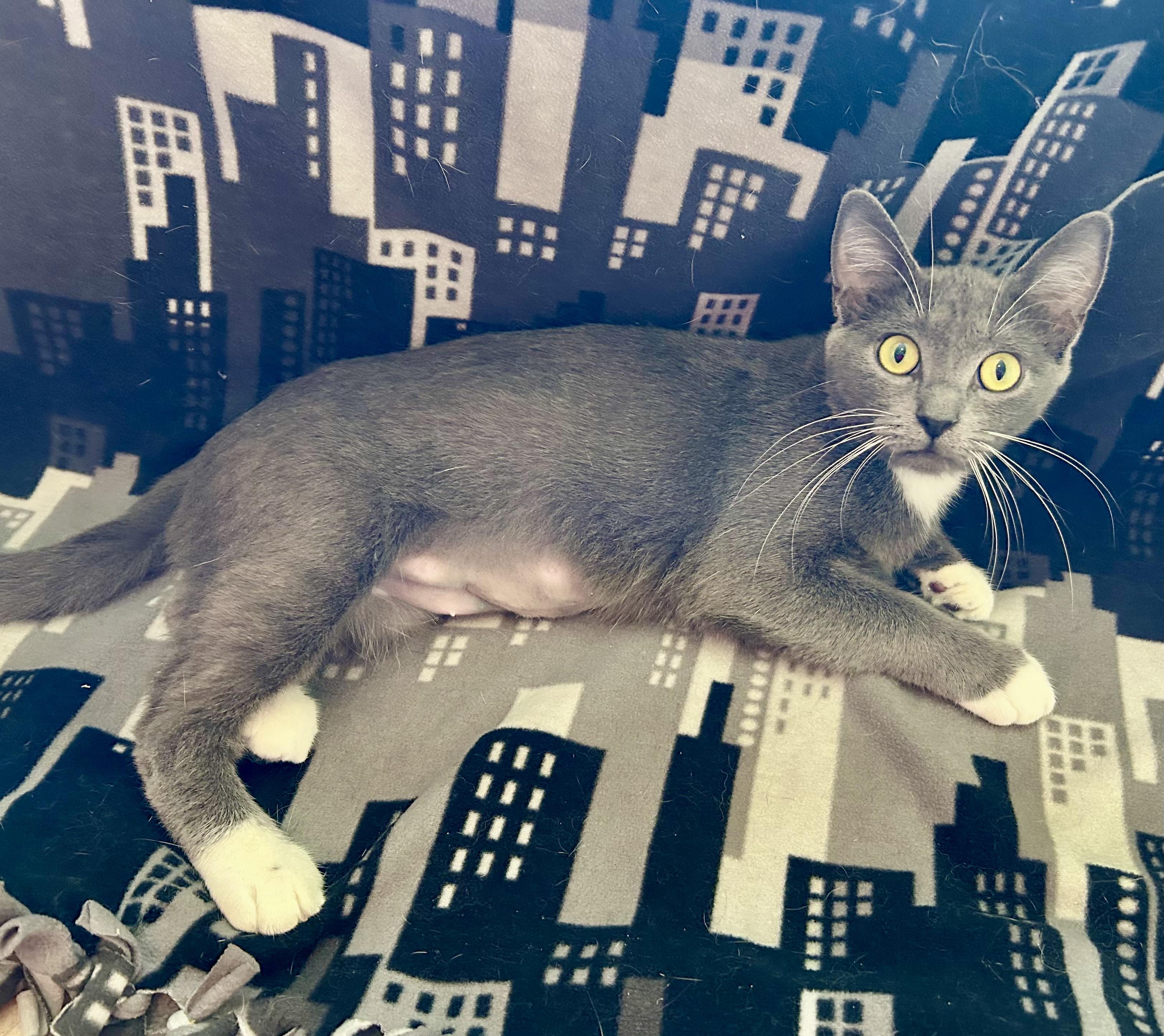 Noni, adopted, Young Female Domestic Short Hair.