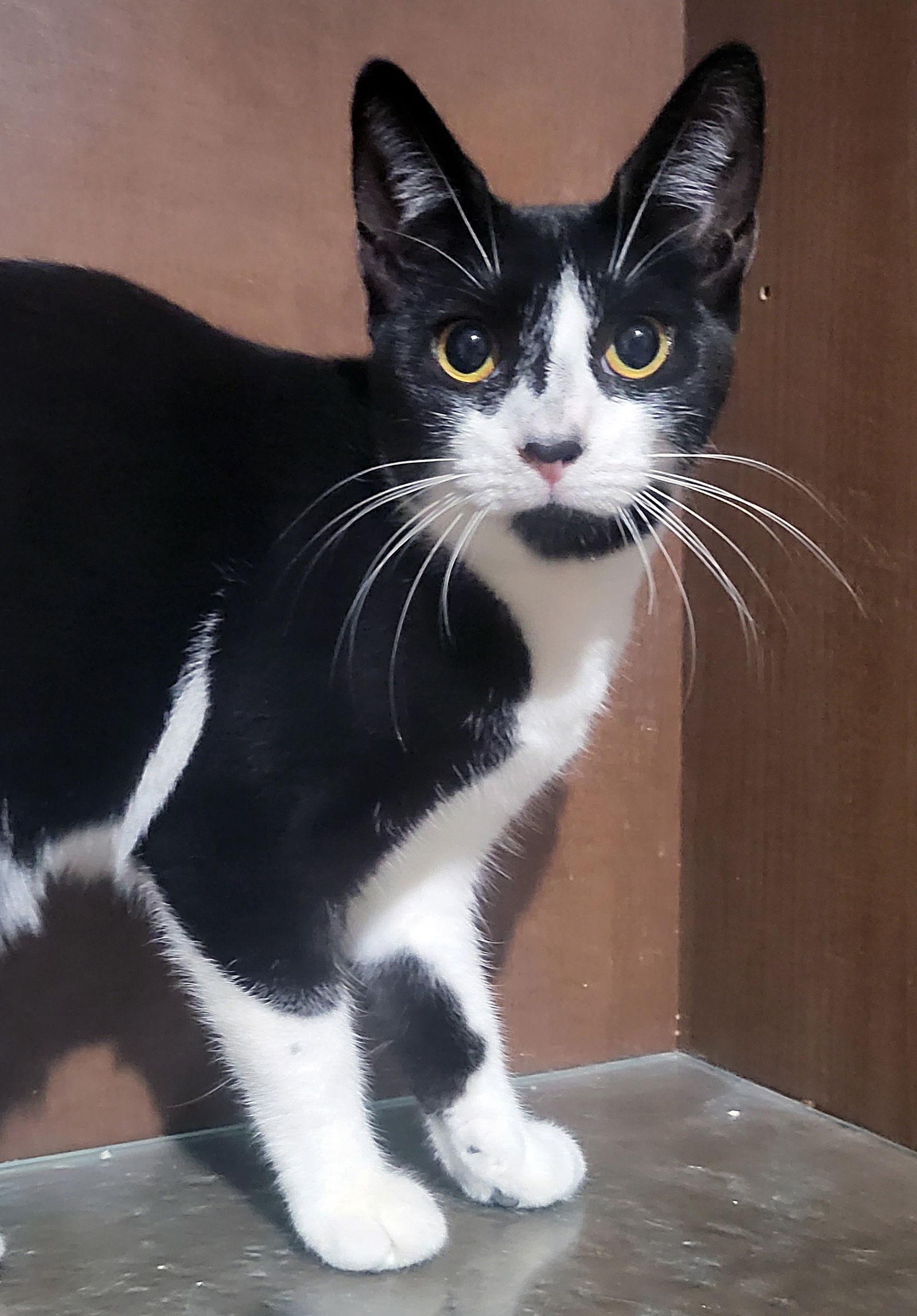 Zadie, Adoptable, Adult Female Domestic Short Hair.