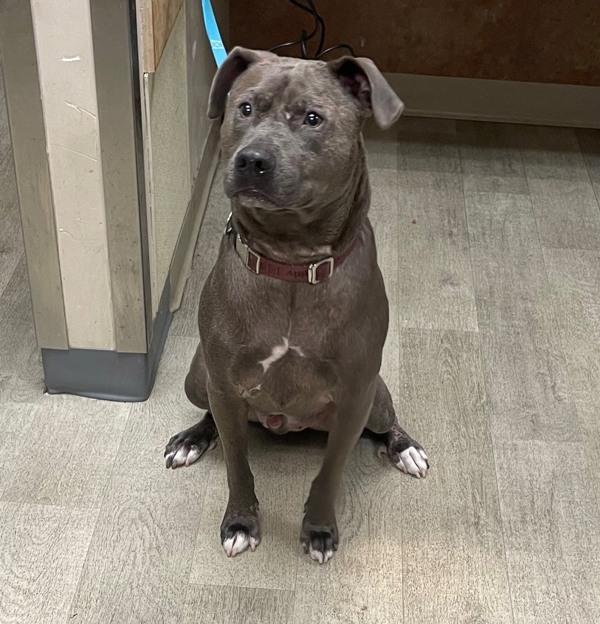 Enlarge Azul, a Adoptable mixed breed in San Diego, CA image 1/1