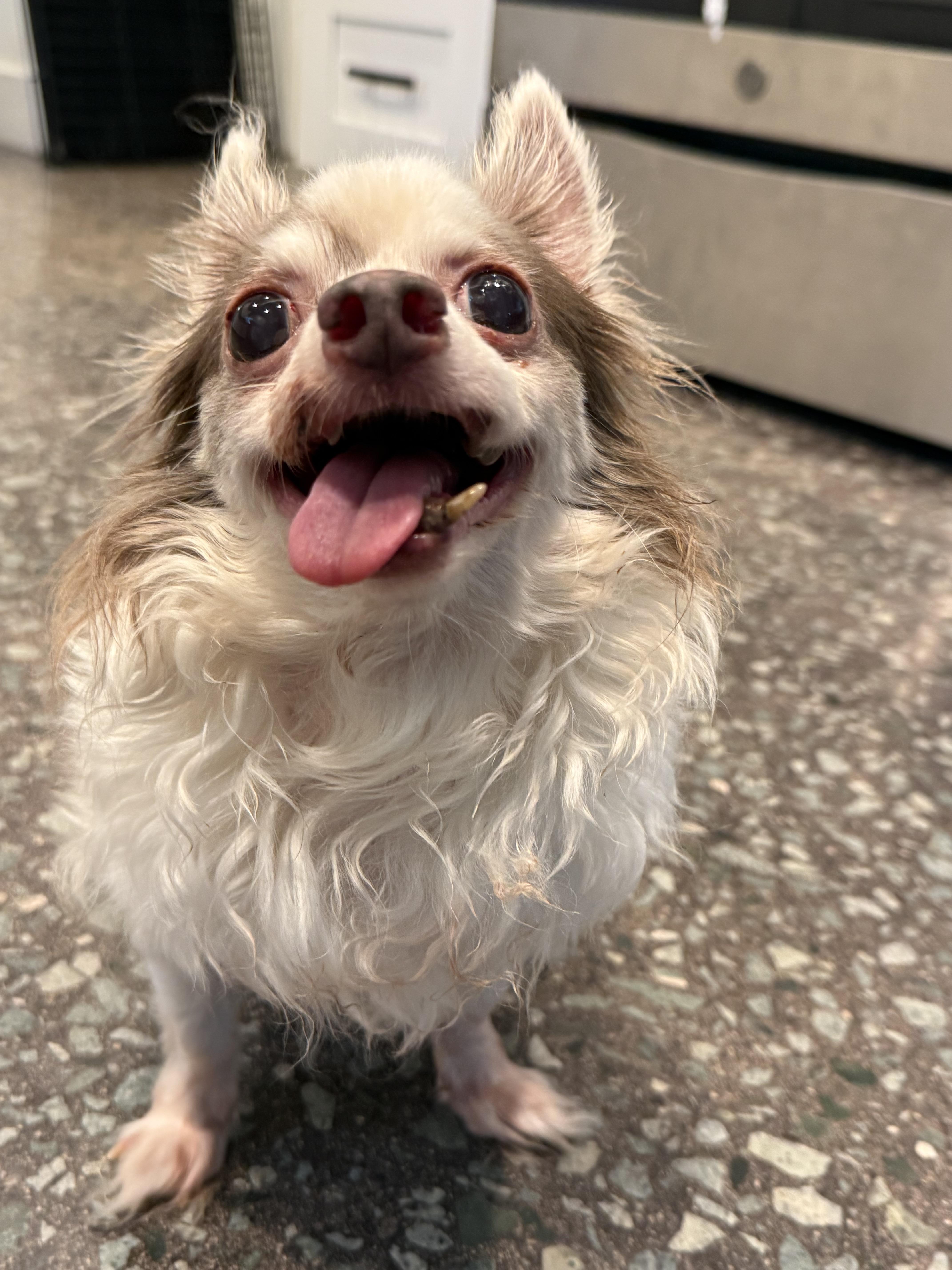 Enlarge Lord Stanley, a Adoptable Chihuahua in Hillsborough, NC image 1/6