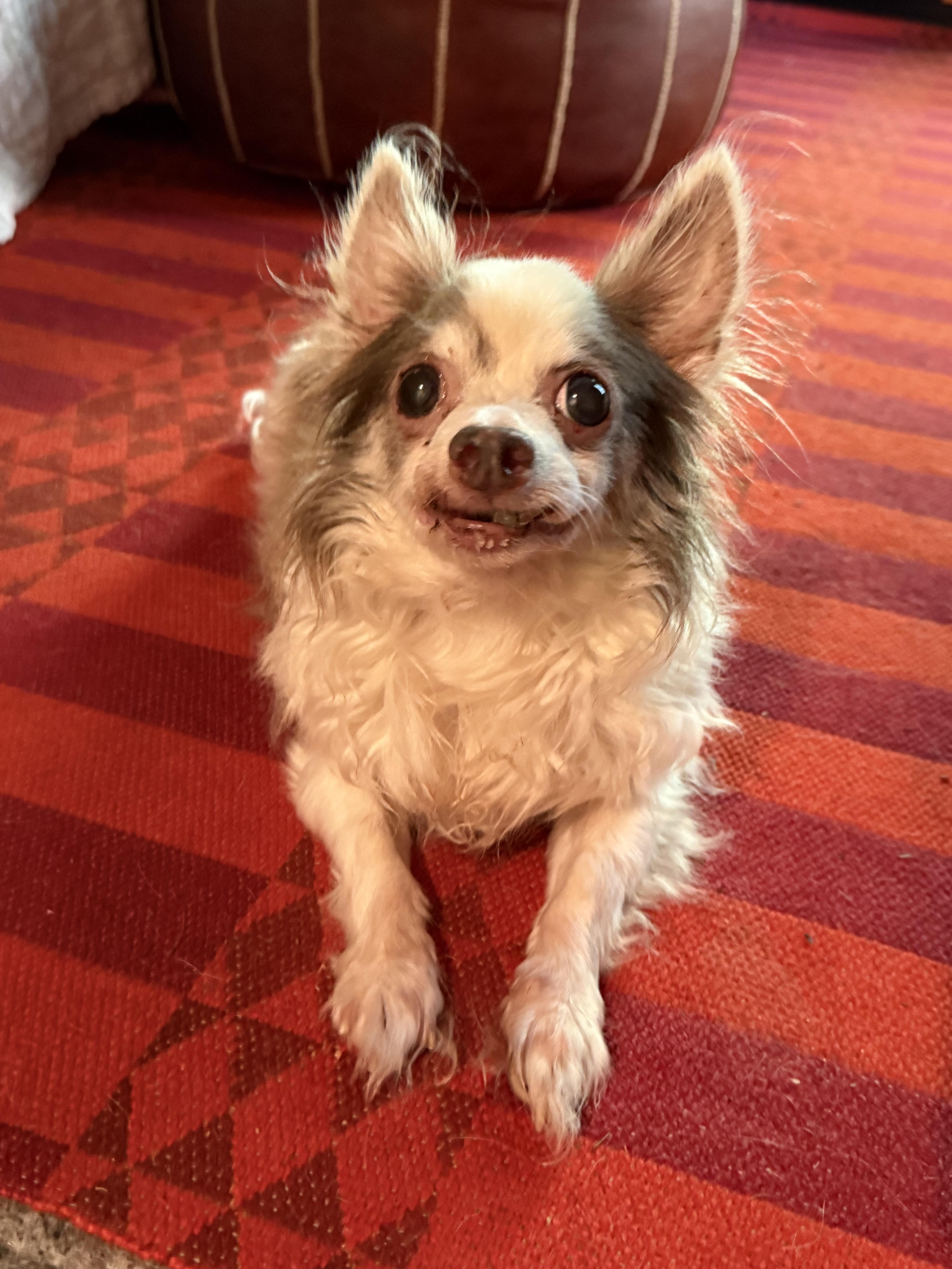 Enlarge Lord Stanley, a Adoptable Chihuahua in Hillsborough, NC image 2/6