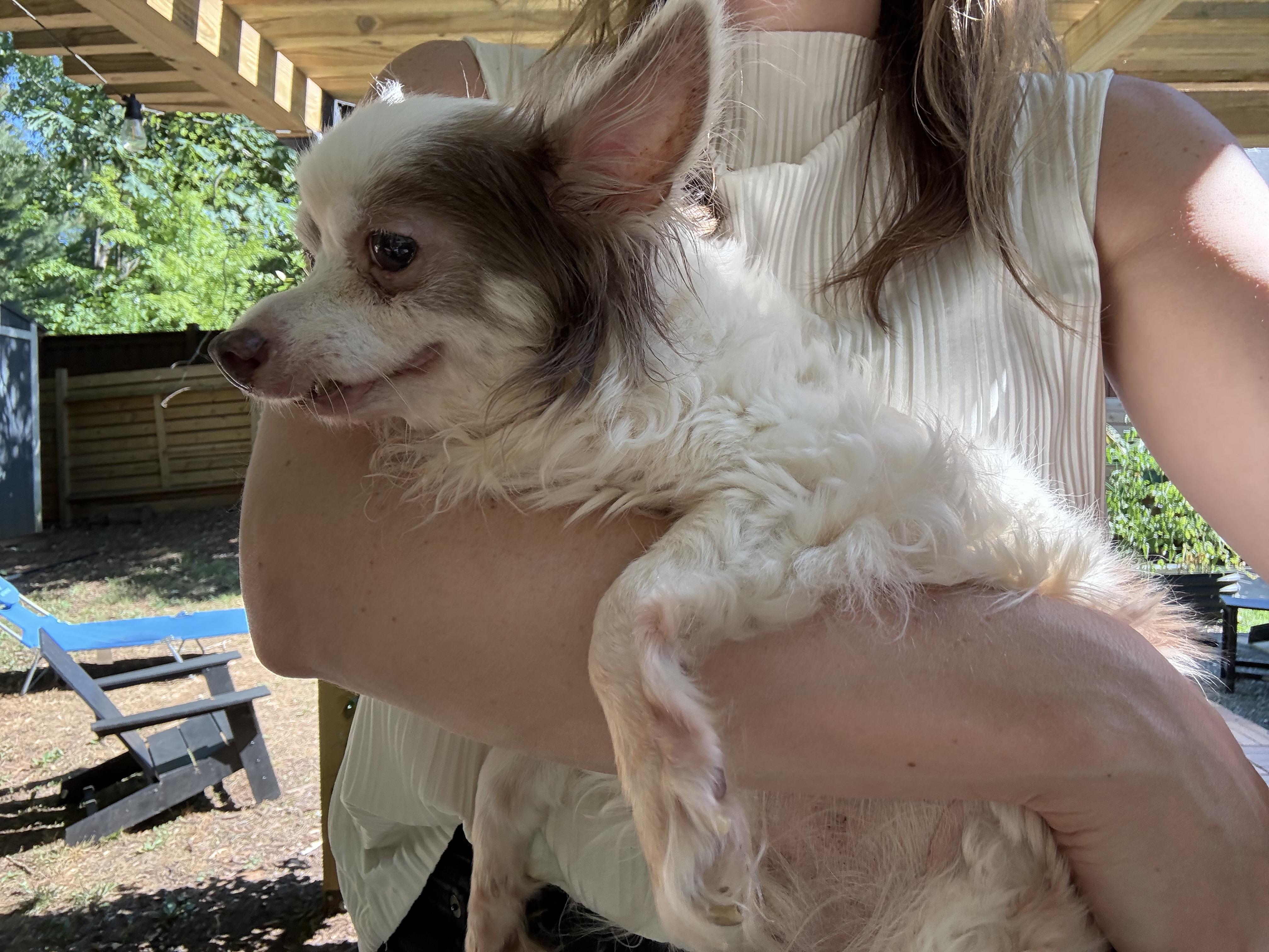 Enlarge Lord Stanley, a Adoptable Chihuahua in Hillsborough, NC image 3/6