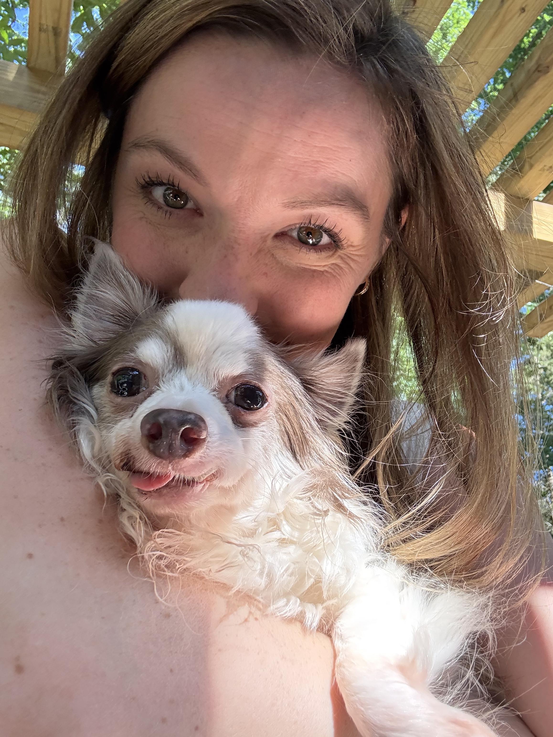 Enlarge Lord Stanley, a Adoptable Chihuahua in Hillsborough, NC image 4/6