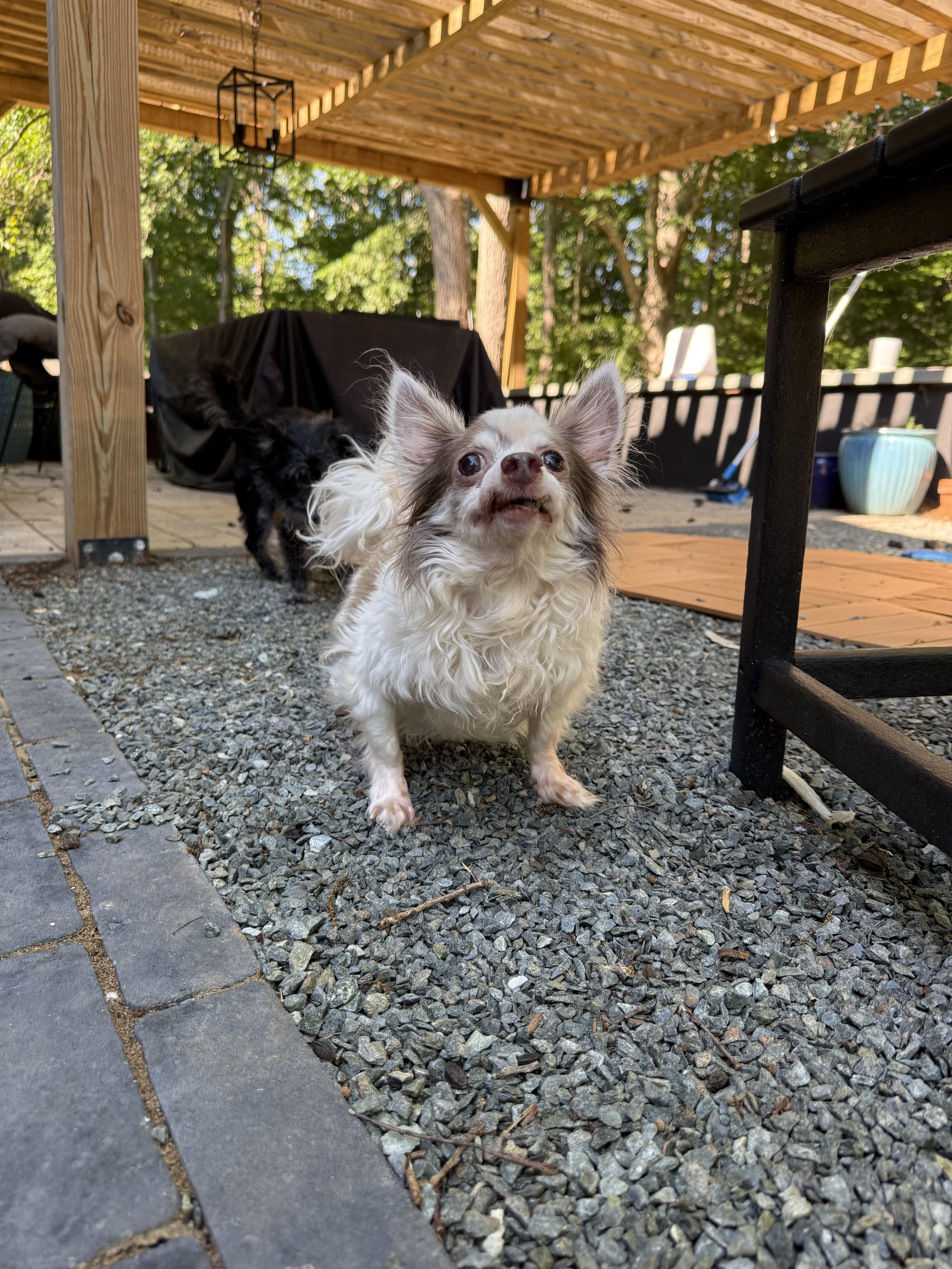 Enlarge Lord Stanley, a Adoptable Chihuahua in Hillsborough, NC image 5/6