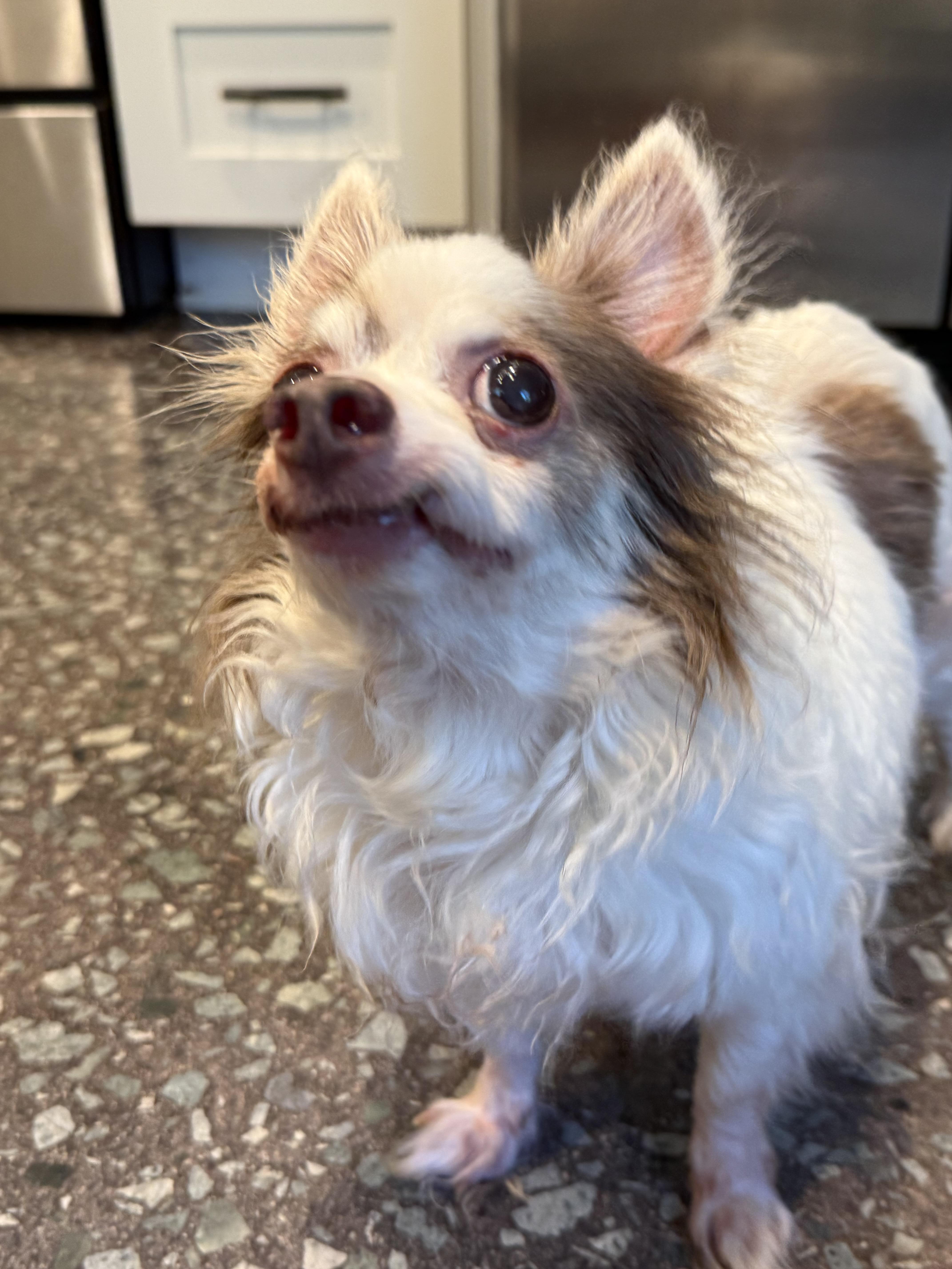 Enlarge Lord Stanley, a Adoptable Chihuahua in Hillsborough, NC image 6/6
