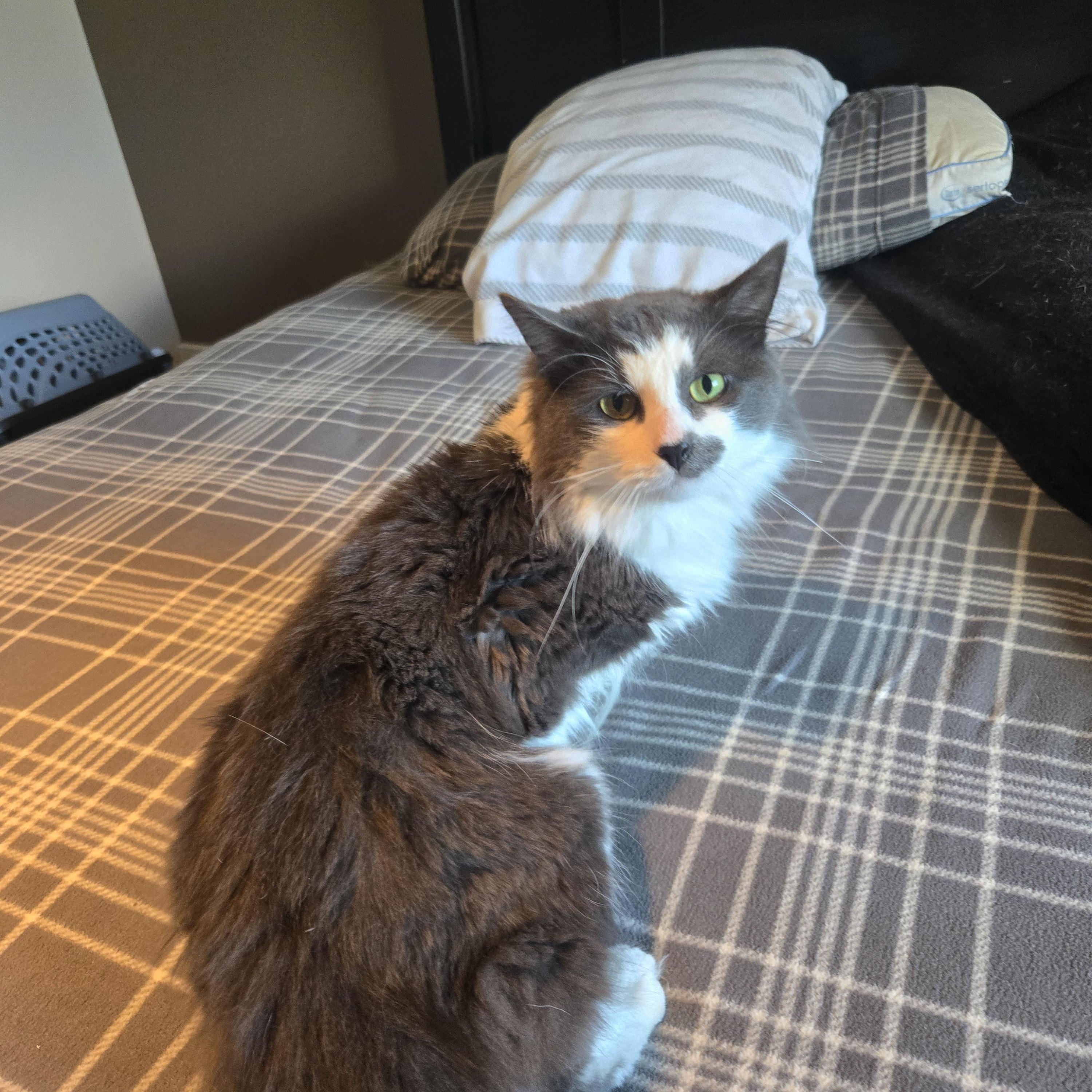 Enlarge Galucci, a Adopted Domestic Medium Hair in Concord, OH image 1/6