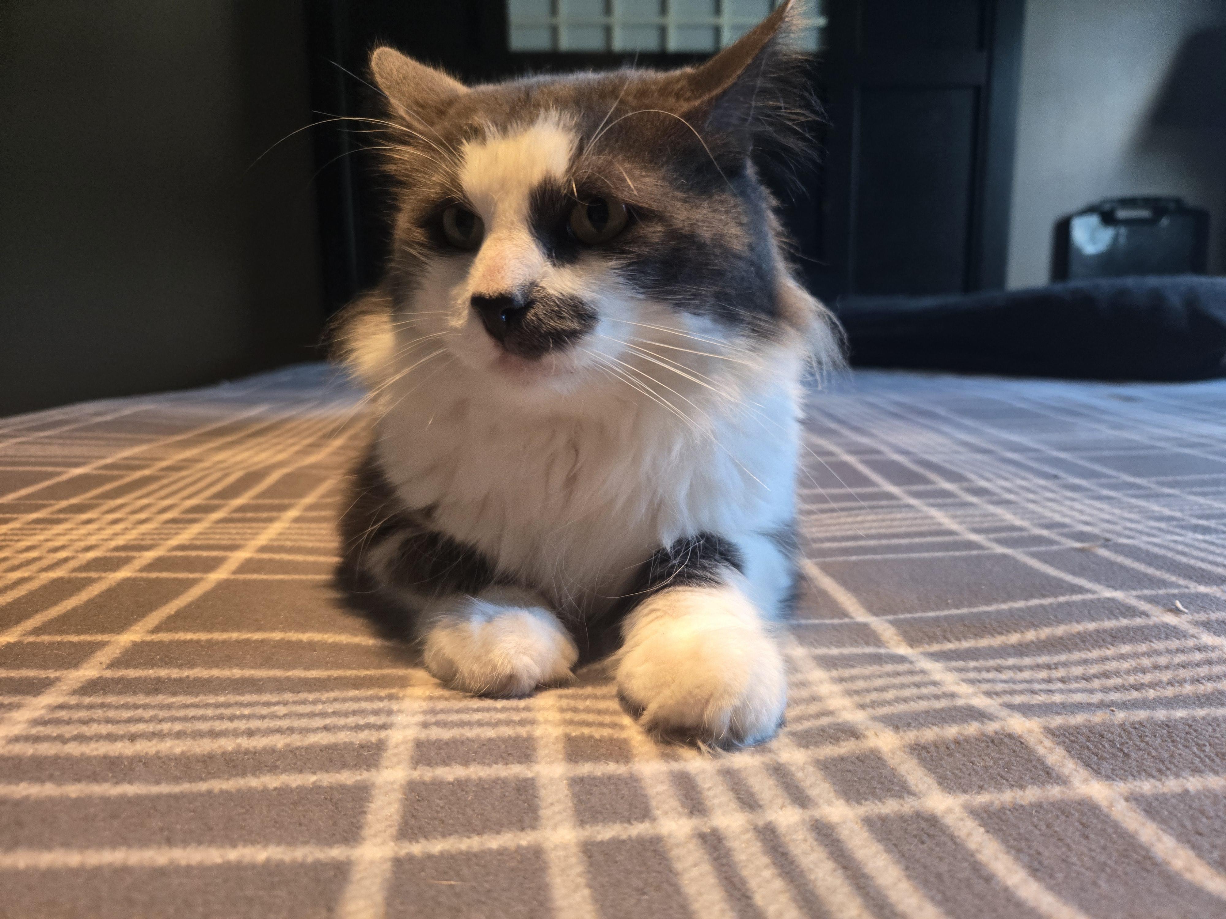 Galucci, Adopted, Adult Male Domestic Medium Hair.