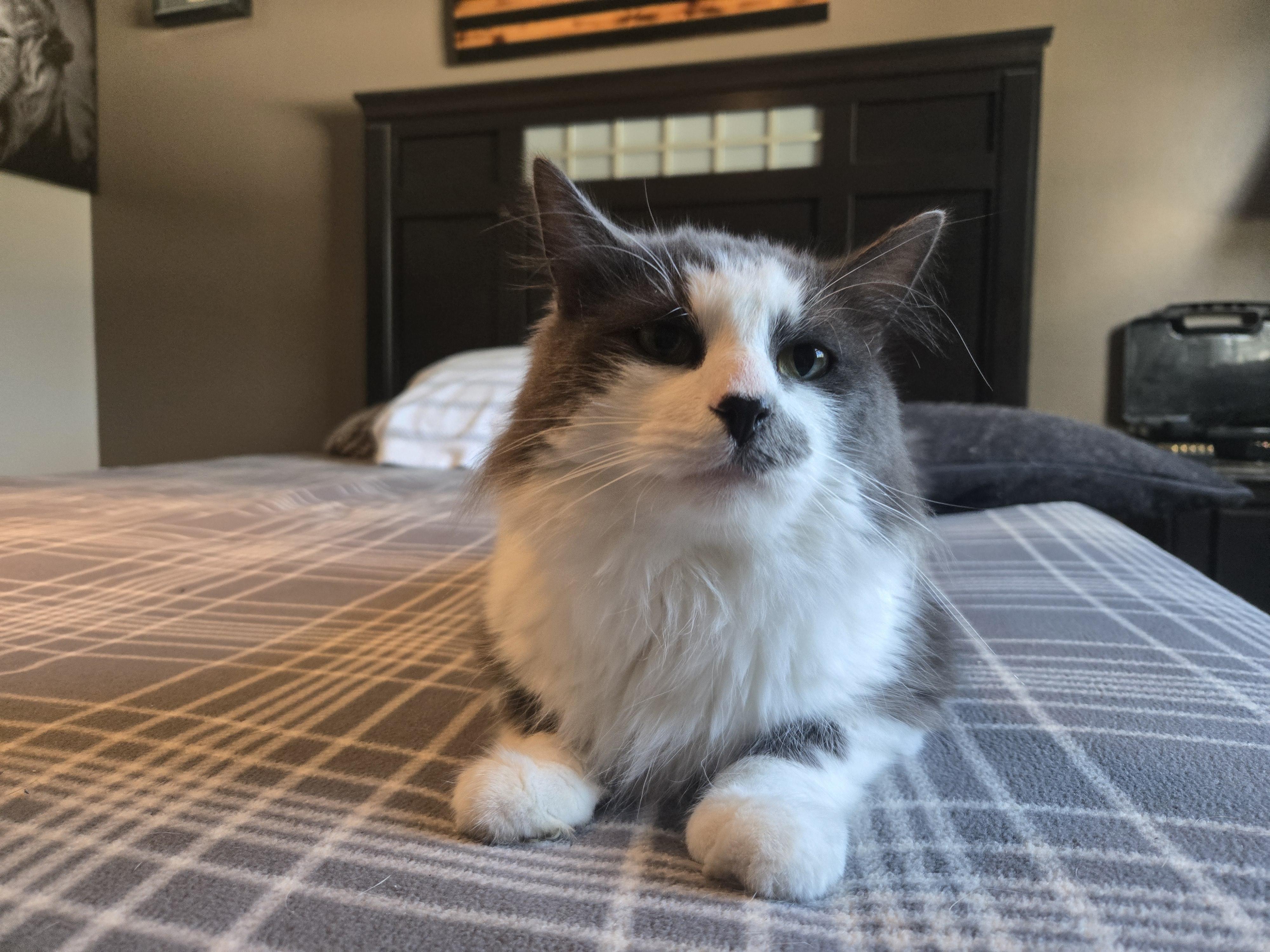 Enlarge Galucci, a Adopted Domestic Medium Hair in Concord, OH image 3/6