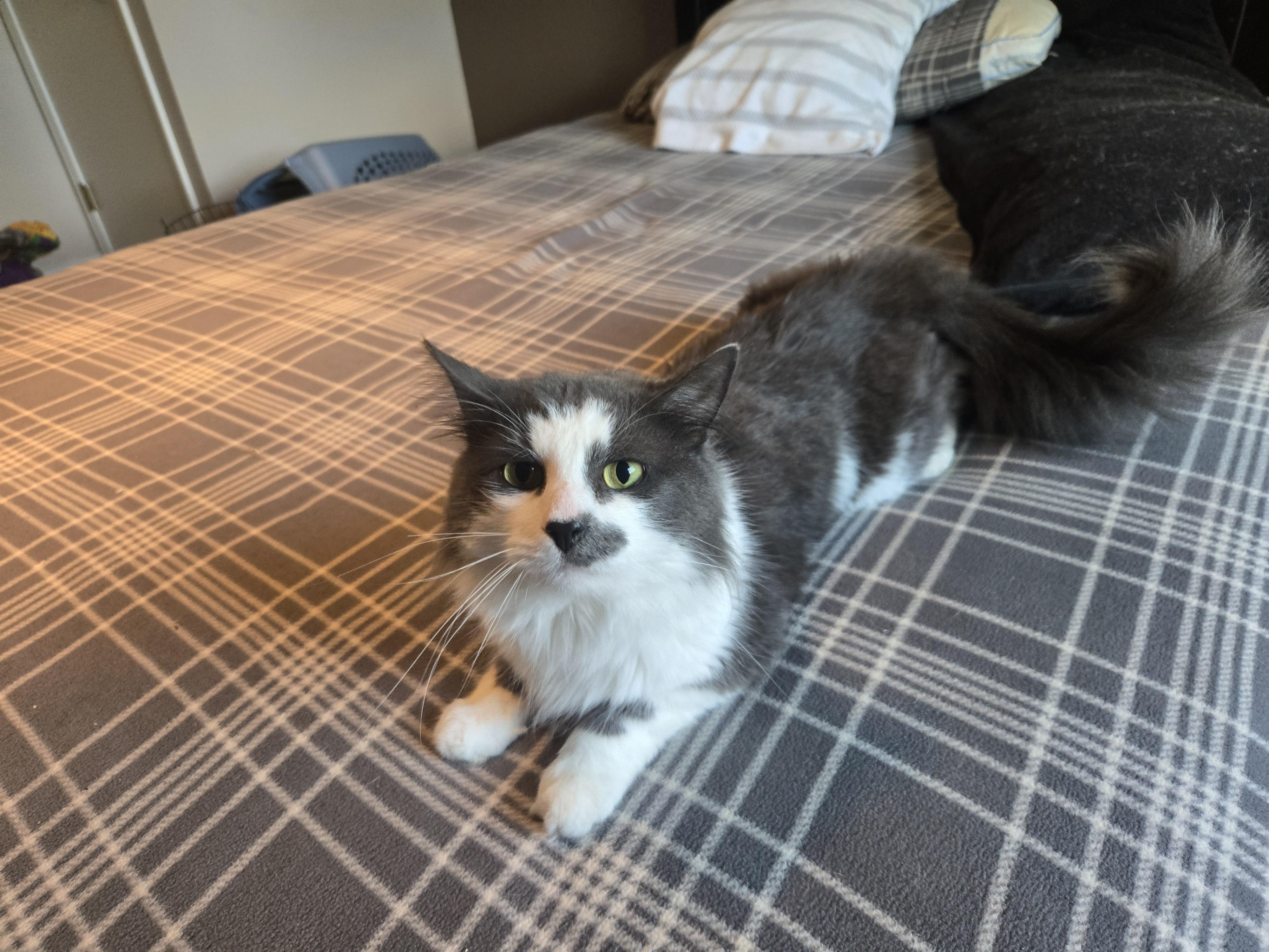 Enlarge Galucci, a Adopted Domestic Medium Hair in Concord, OH image 4/6