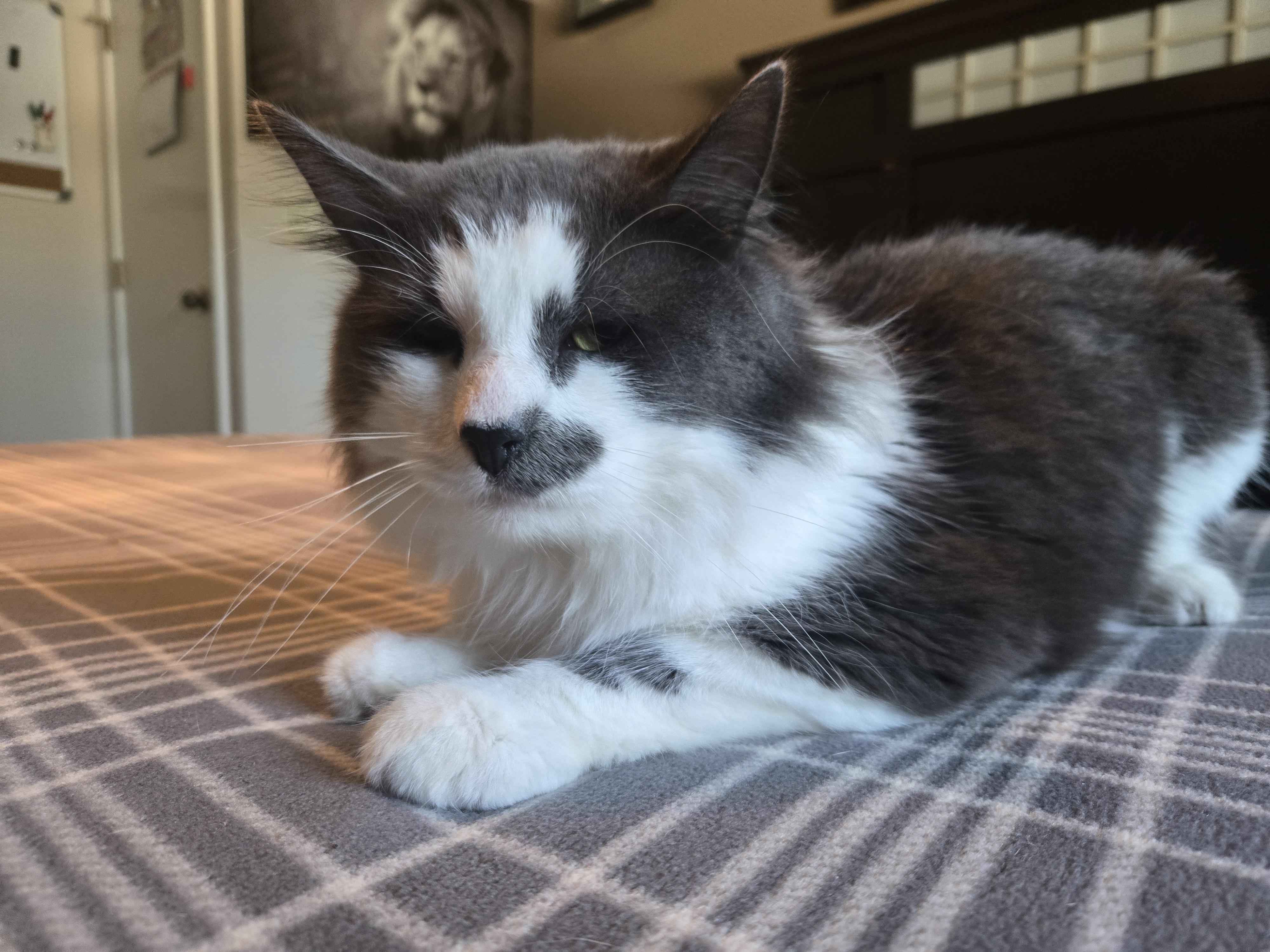 Galucci, Adopted, Adult Male Domestic Medium Hair.