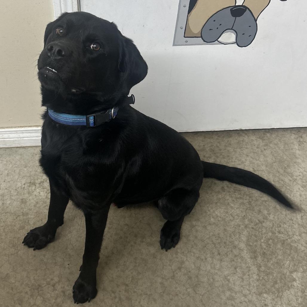 Enlarge Cash, a Adoptable Mastiff in Falmouth, KY image 1/1