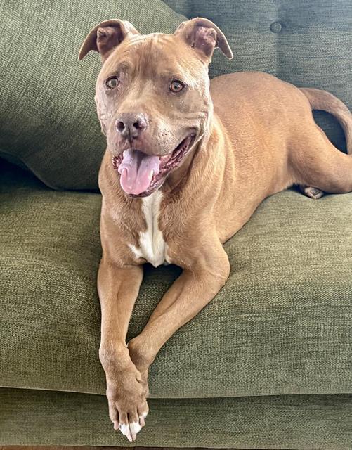 ROSIE, Adoptable, Senior Female Pit Bull Terrier & Mixed Breed.