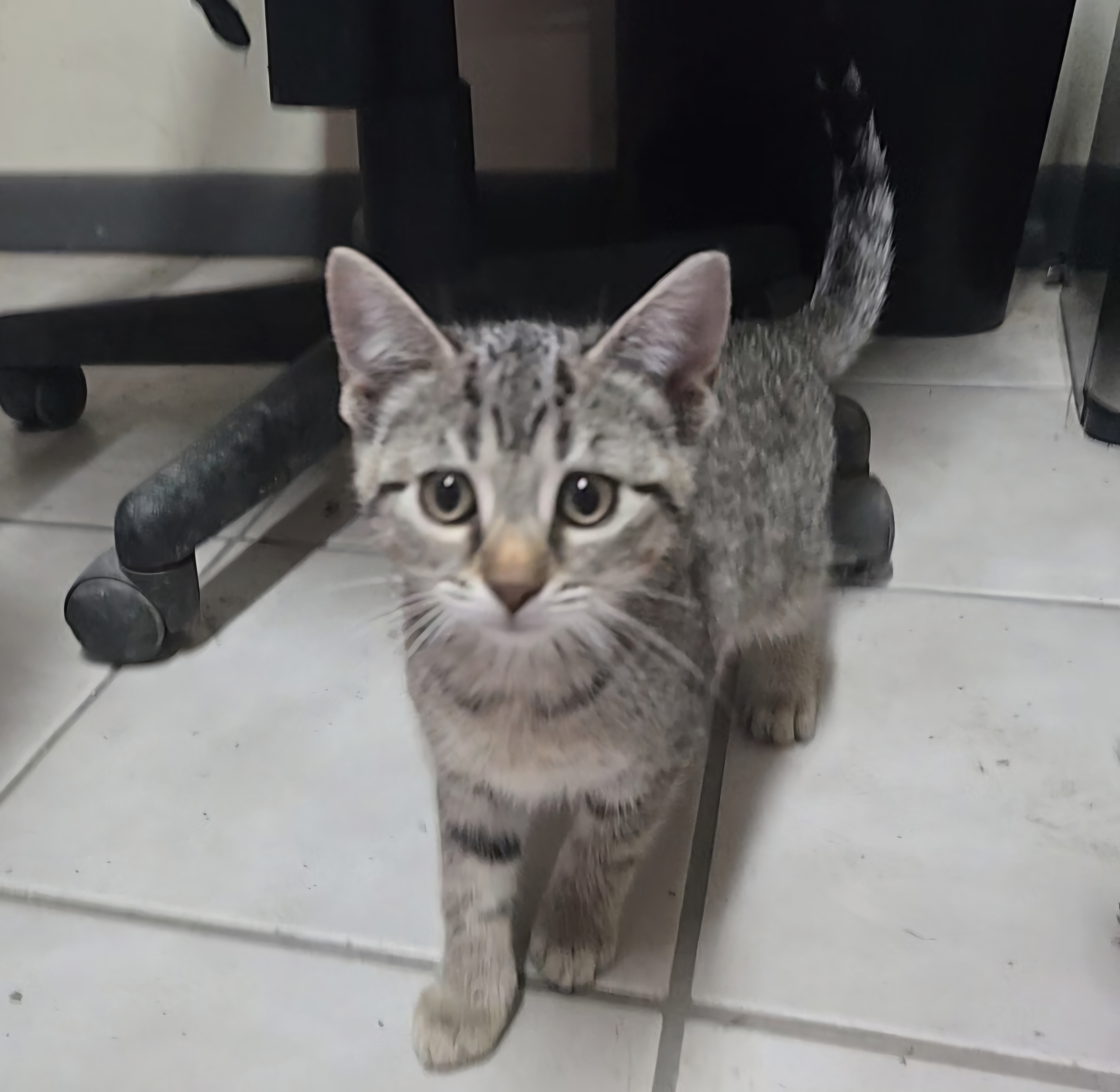 Enlarge Caramel Sundae, a Adopted Domestic Short Hair in Saylorsburg, PA image 2/3