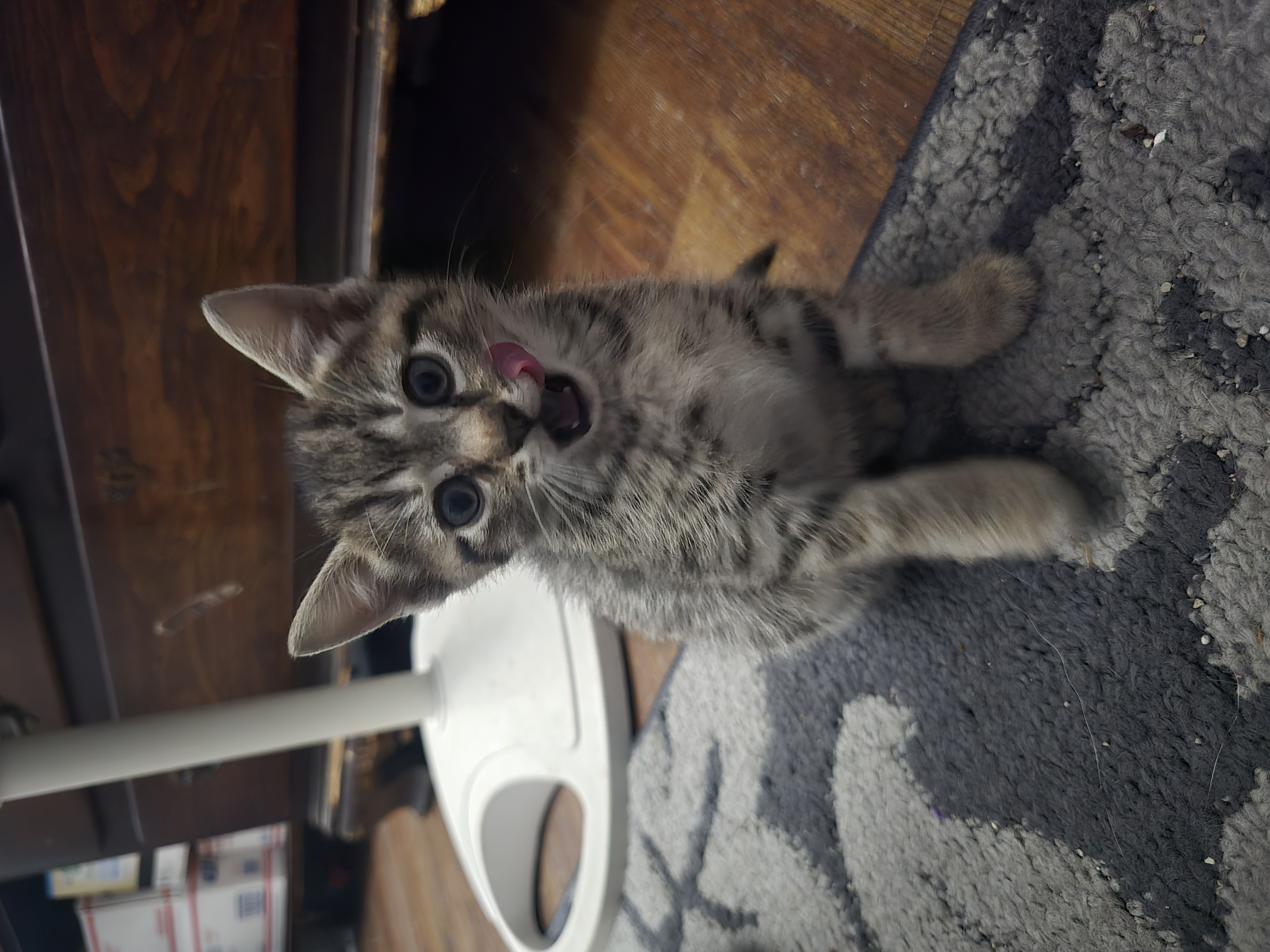 Enlarge Caramel Sundae, a Adopted Domestic Short Hair in Saylorsburg, PA image 3/3