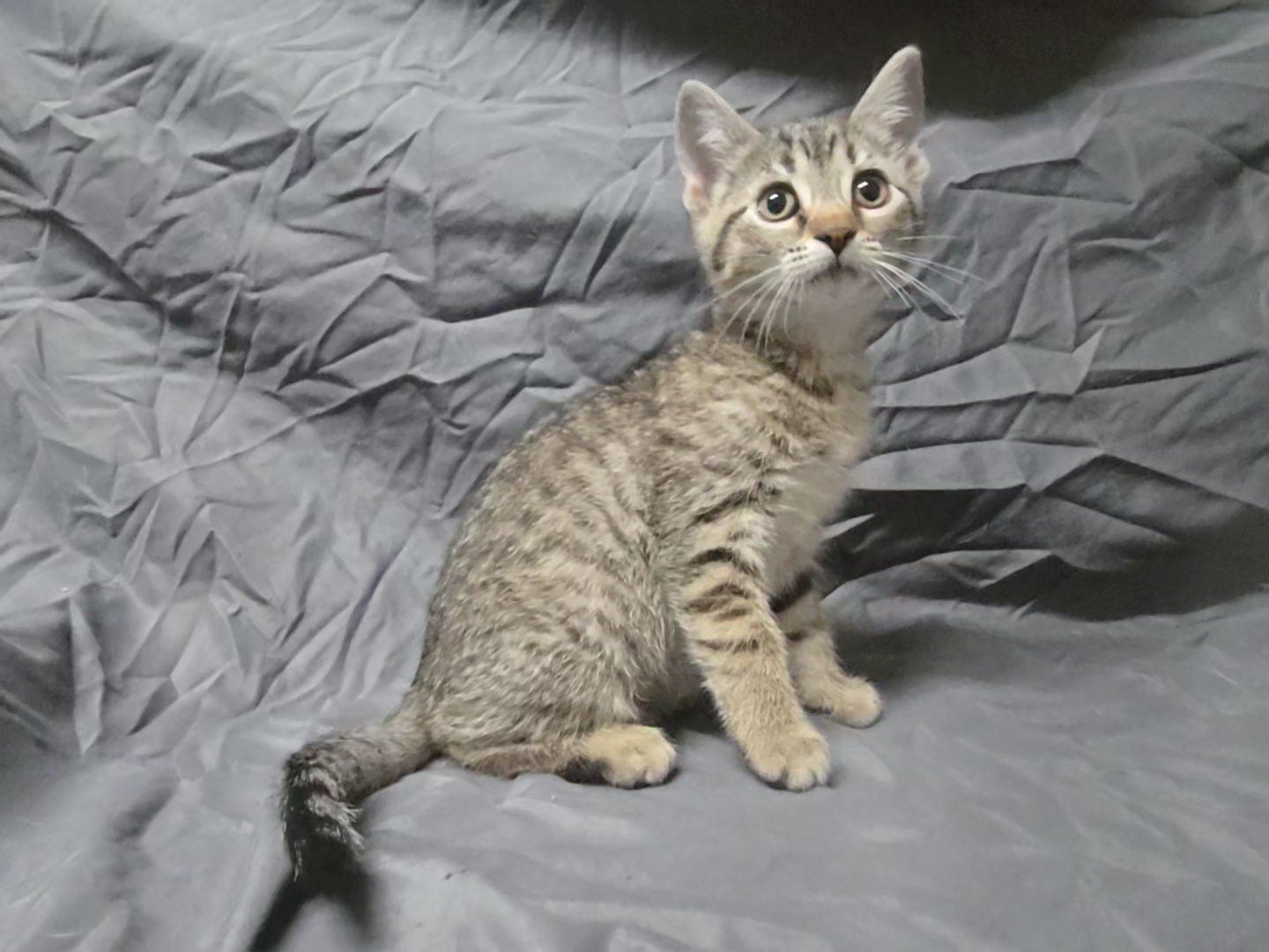 Caramel Sundae, Adopted, Kitten Female Domestic Short Hair.