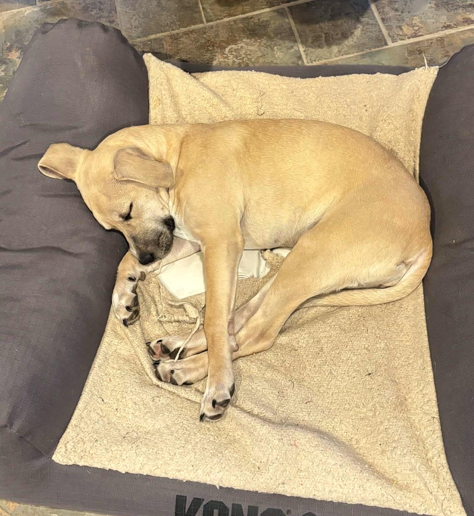 Enlarge Zella, a ADOPTABLE mixed breed in Mechanicsburg, PA image 4/6