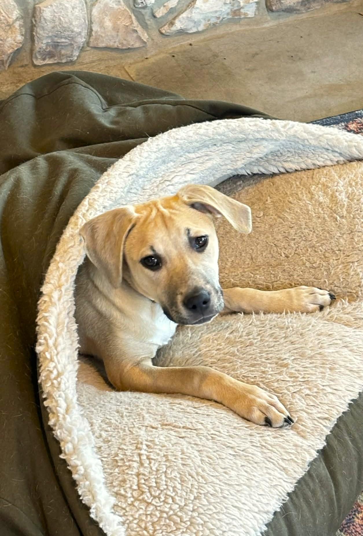 Enlarge Zella, a ADOPTABLE mixed breed in Mechanicsburg, PA image 2/6