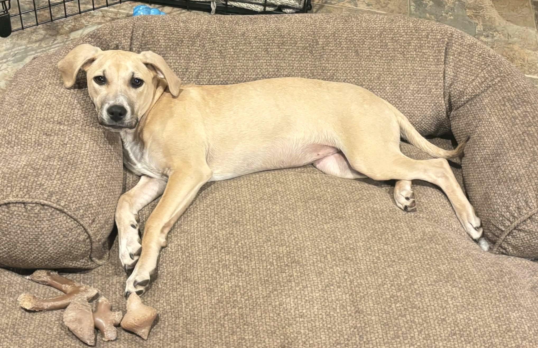 Enlarge Zella, a ADOPTABLE mixed breed in Mechanicsburg, PA image 3/6