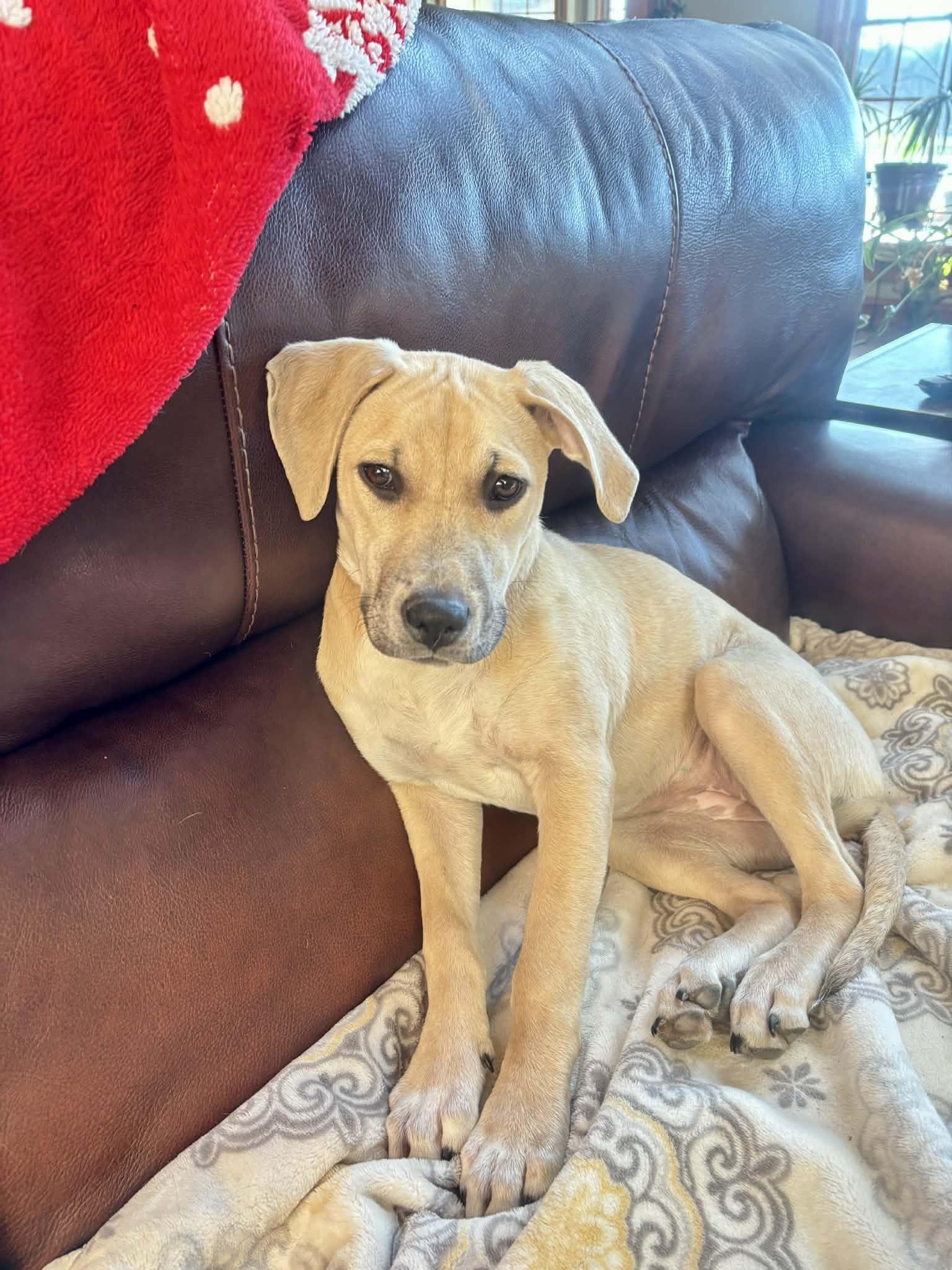 Zella, ADOPTABLE, Puppy Female Hound.