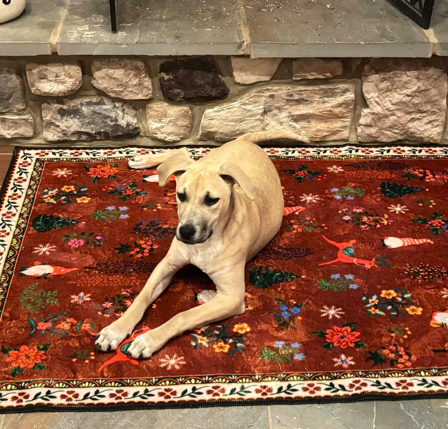 Enlarge Zella, a ADOPTABLE mixed breed in Mechanicsburg, PA image 5/6