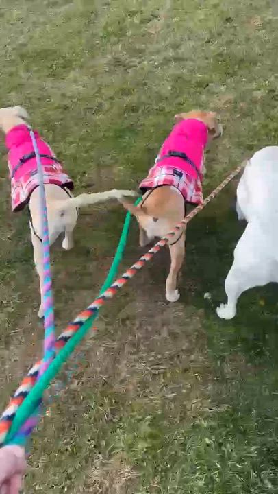 Enlarge Zella, a ADOPTABLE mixed breed in Mechanicsburg, PA video 6/6